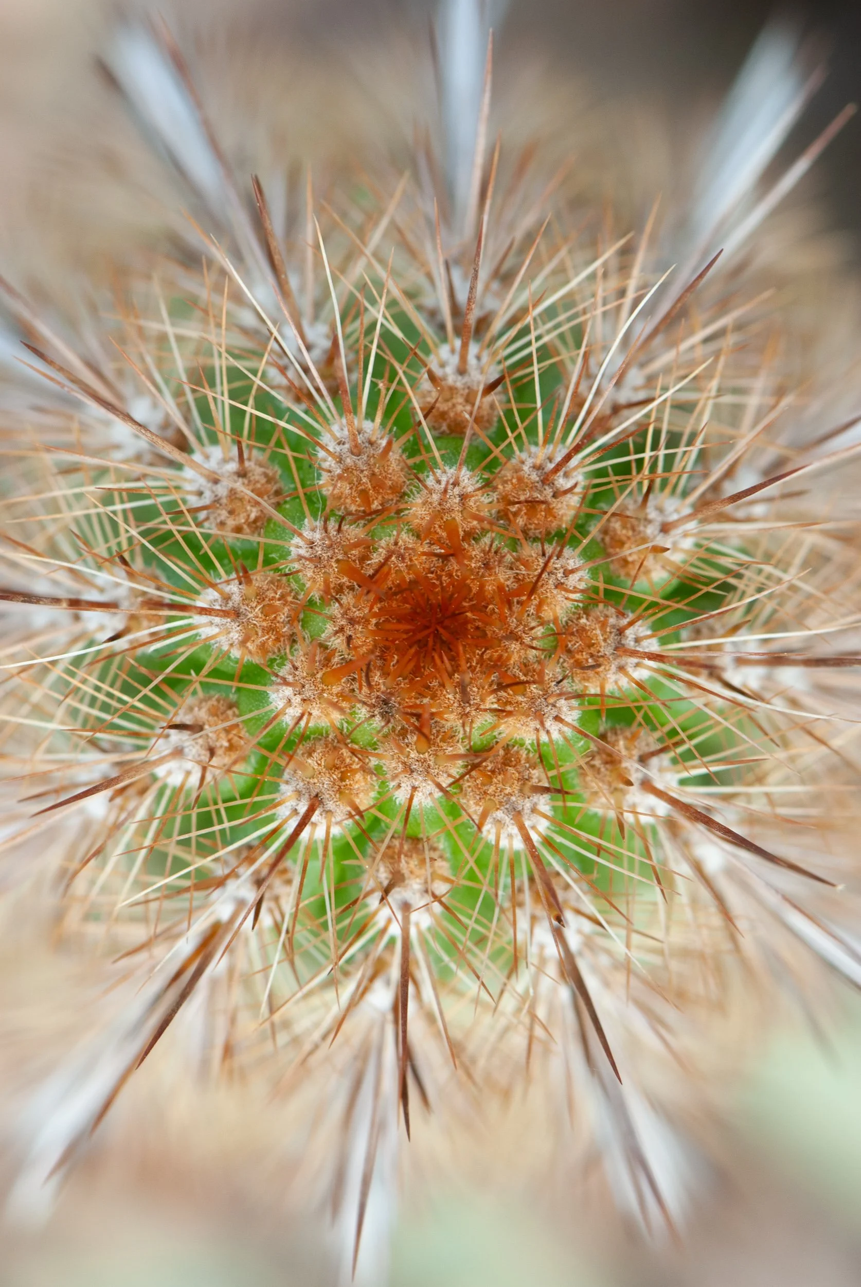 Close-up photograph of a cactus with sharp spines and small fuzzy brown patches.