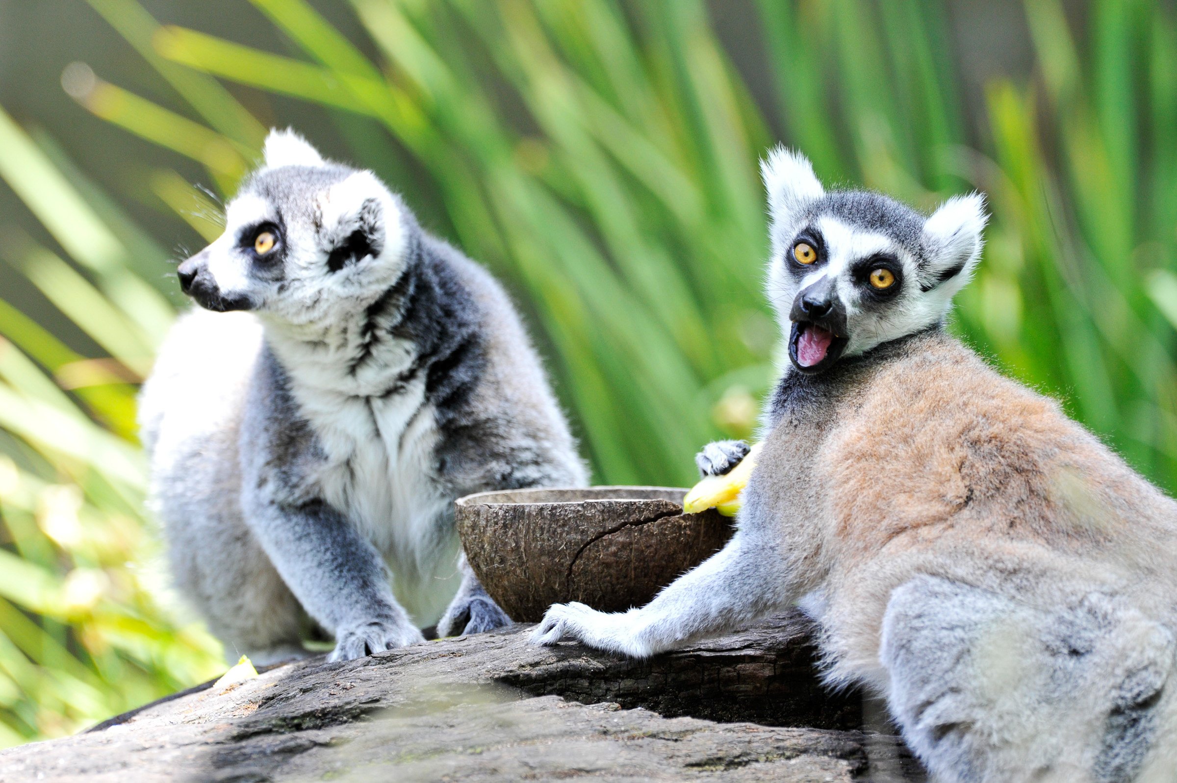 Two young lemurs with gray and white fur, sitting on a log surrounded by green leaves, one holding a banana.