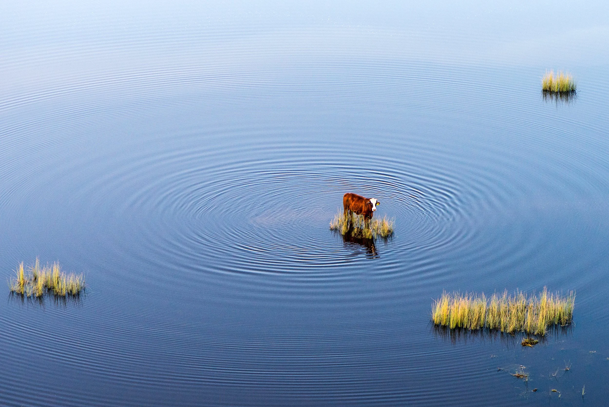 A cow standing on a small patch of grass in a calm blue body of water, creating ripples around it, with another similar patch of grass visible in the distance.