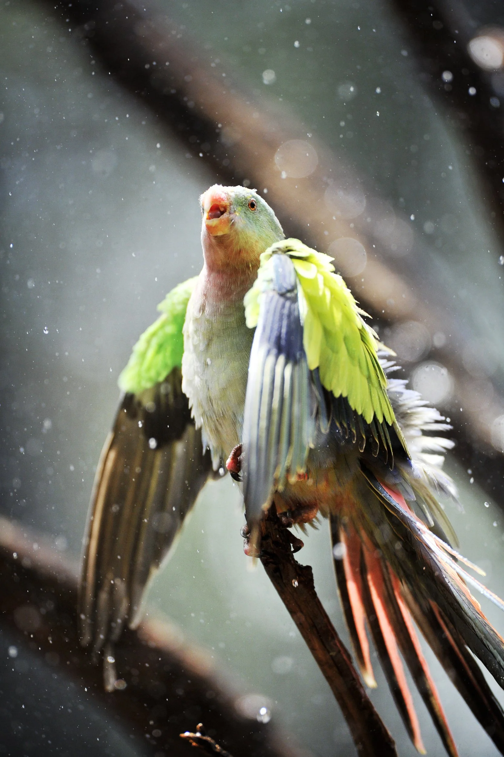 A colorful bird with a pink beak and green, yellow, and brown feathers perched on a branch amid falling rain.