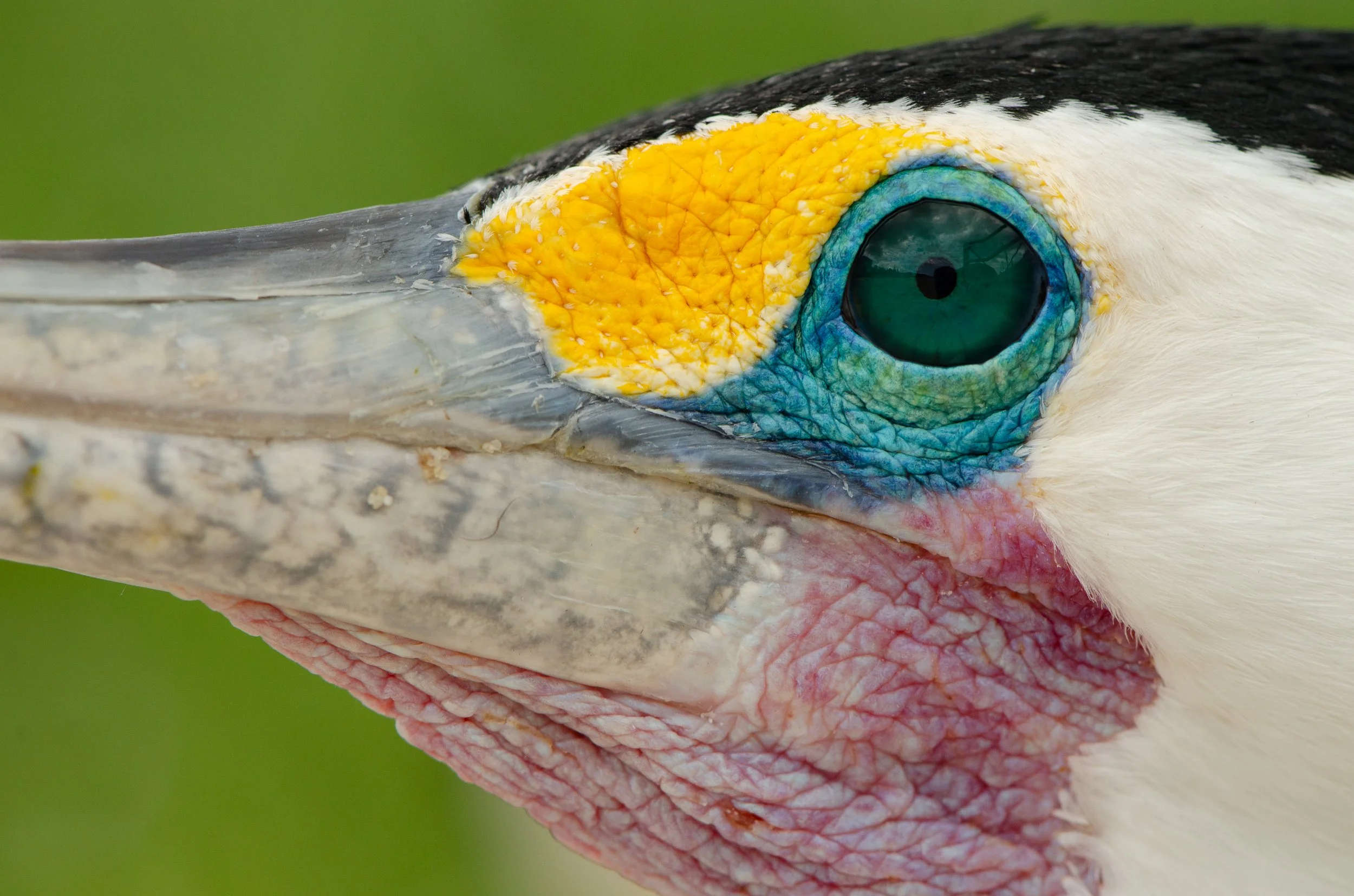 Close-up of a bird's face with bright blue eye, yellow patch around the beak, and pink skin around the mouth.