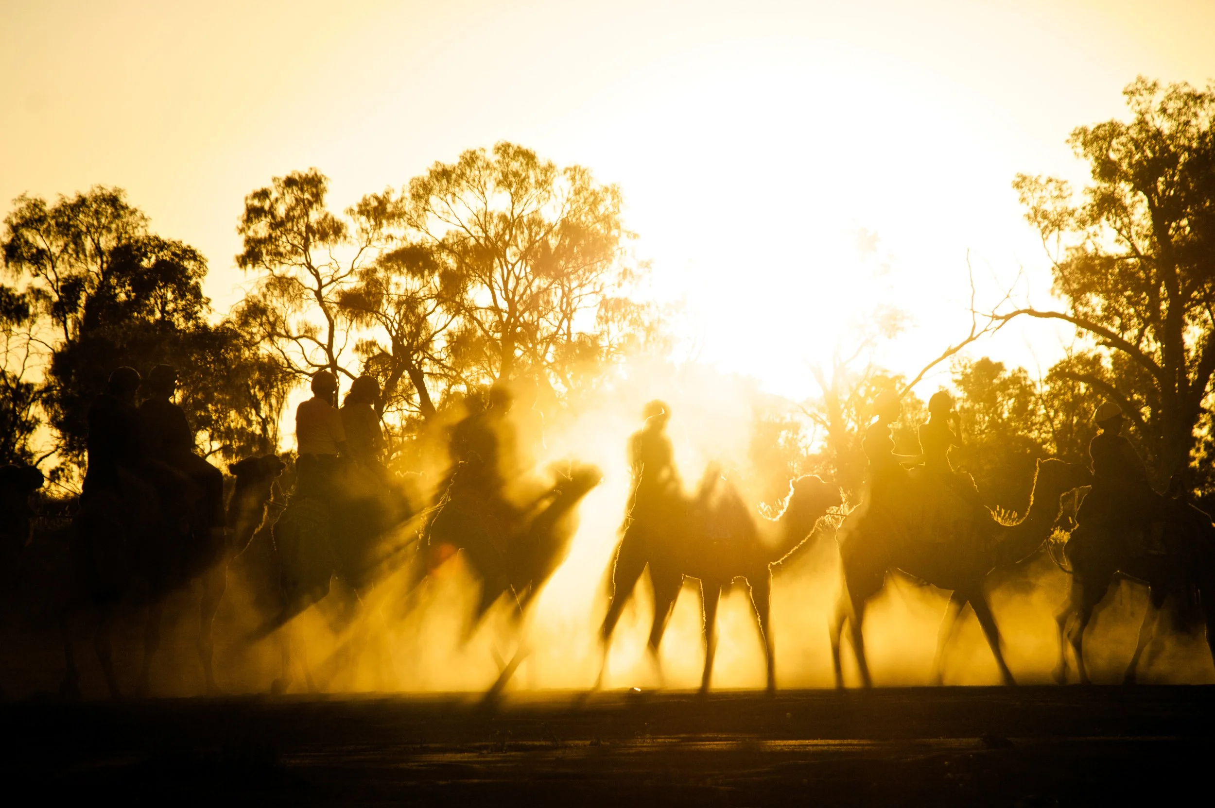 Silhouettes of people riding camels during a sunset or sunrise with trees in the background.