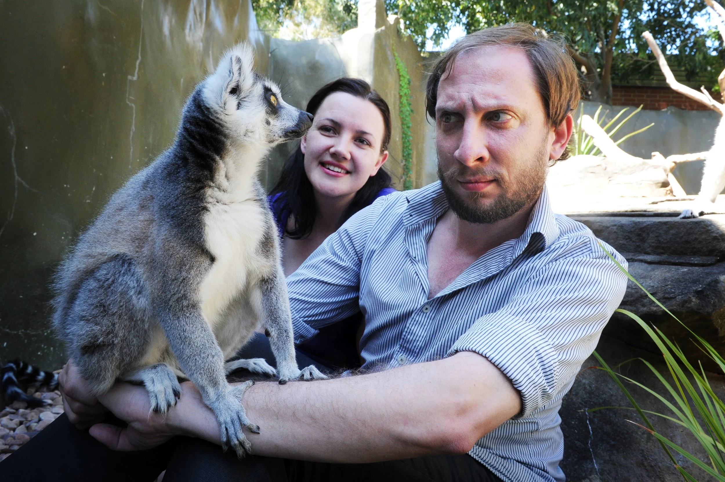 A man and a woman are interacting with a small lemur, with the woman smiling and the man looking serious, in an outdoor enclosure with rocks and plants.