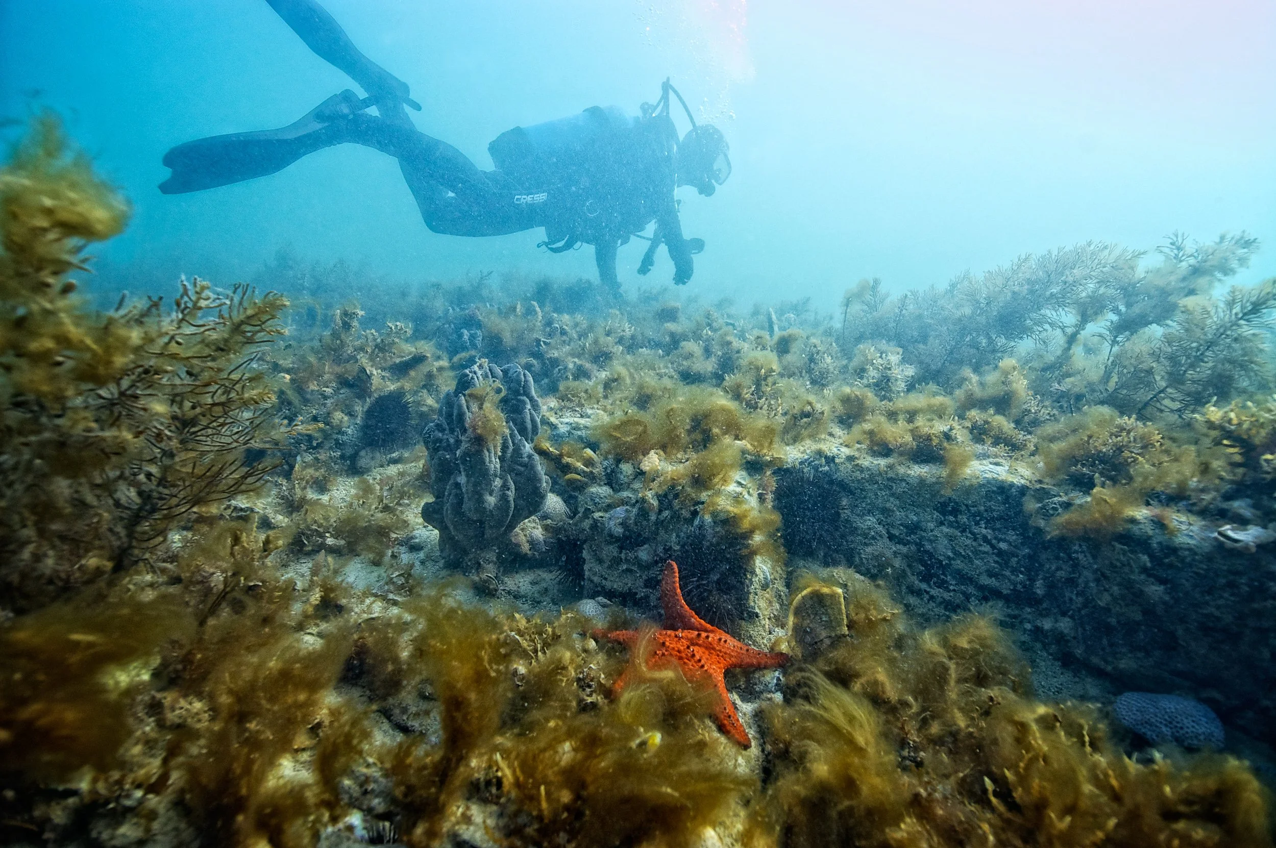 An underwater scene with a scuba diver swimming above coral reef and a red starfish on the ocean floor.