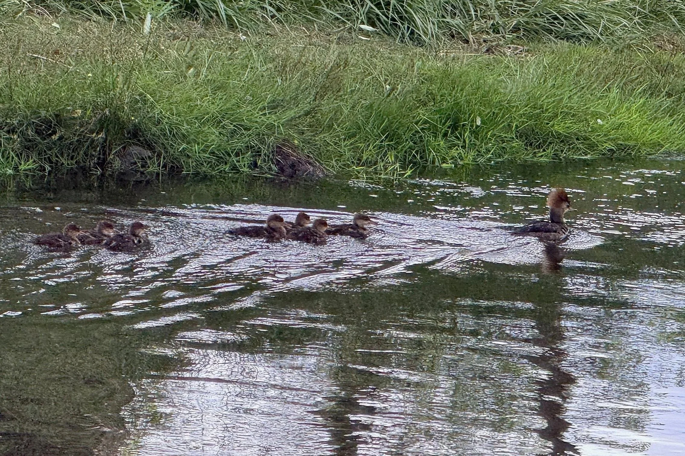 A mother duck leading five ducklings across a stream with grassy bank and tall grass in the background.