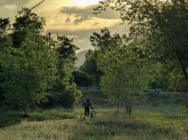 A person walking with a bicycle on a grassy field surrounded by trees during sunset.