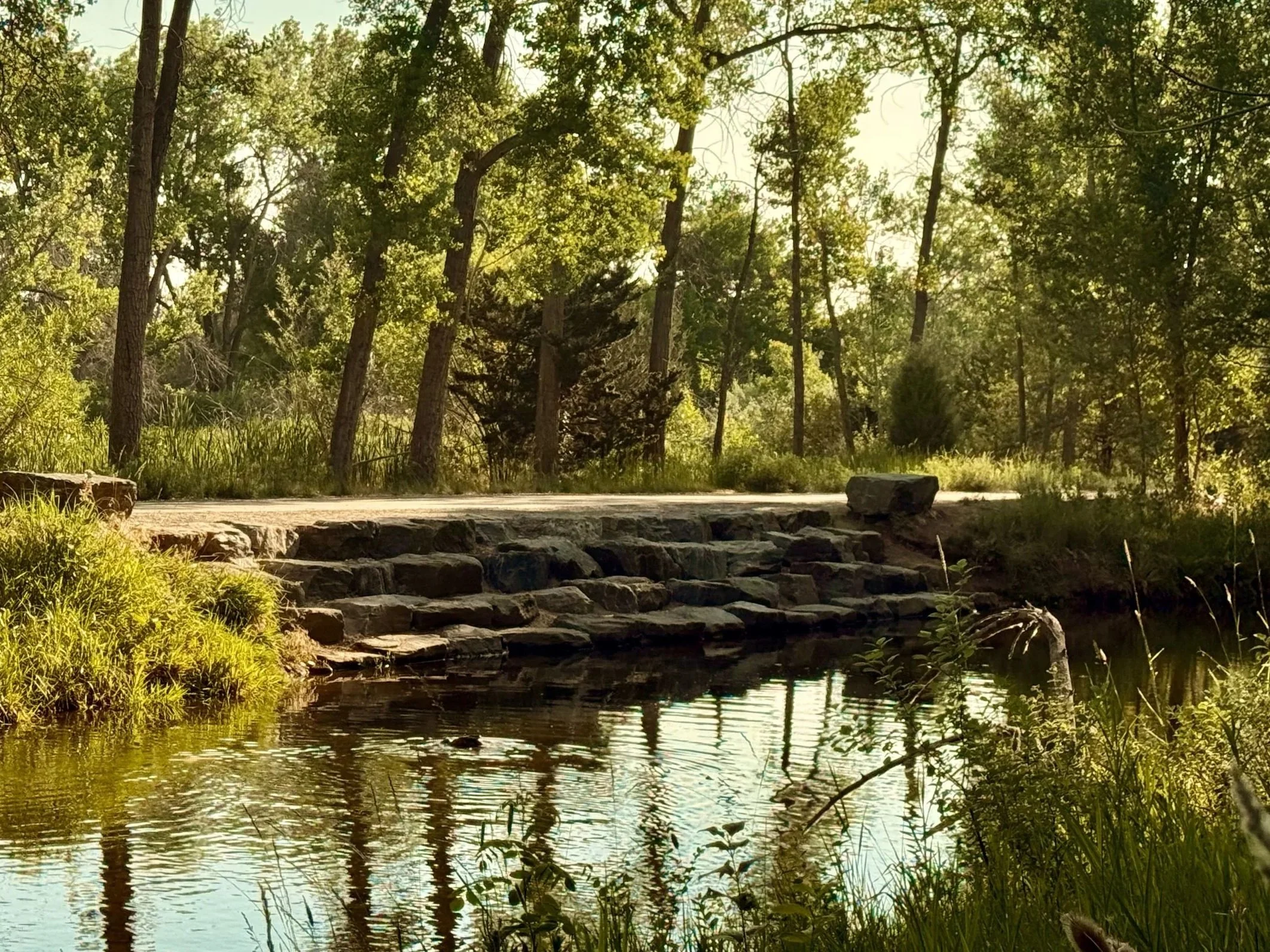 A peaceful scene of a small lake or pond surrounded by trees and greenery with rocks along the shoreline and reflections of trees in the water.