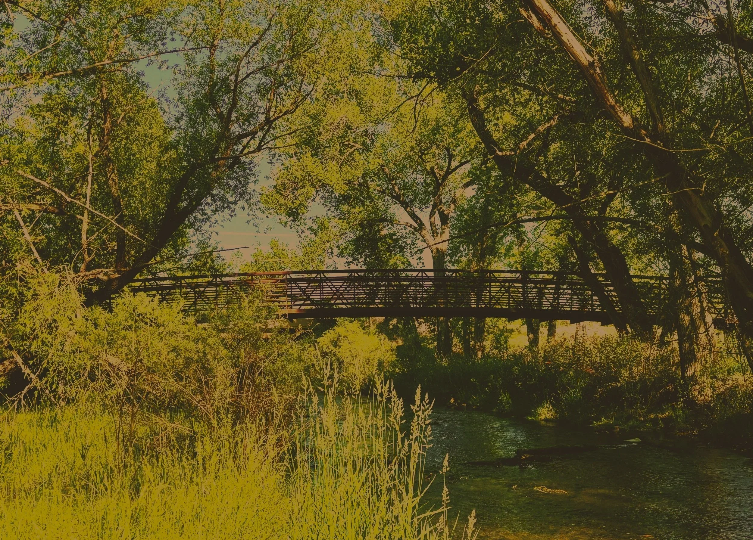 A scenic view of a forest with trees, a bridge, a river, and greenery.