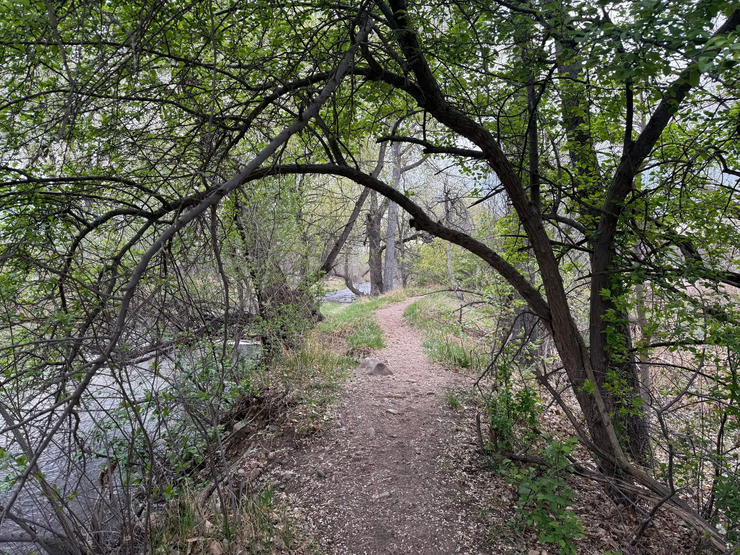 Bear Creek Trail Compressed.jpg