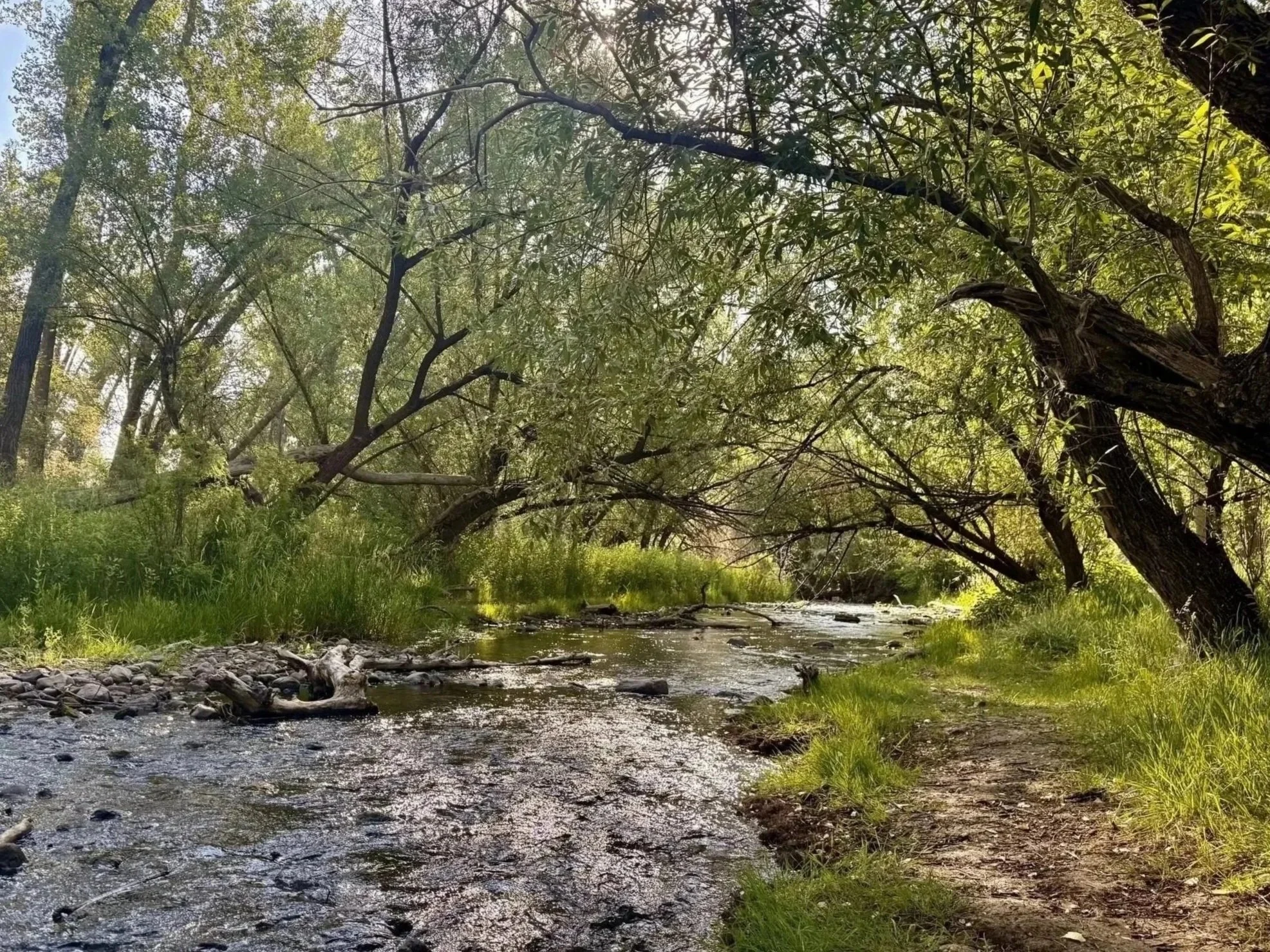 A small stream runs through a lush forest with tall trees and green grass, sunlight filtering through the leaves.