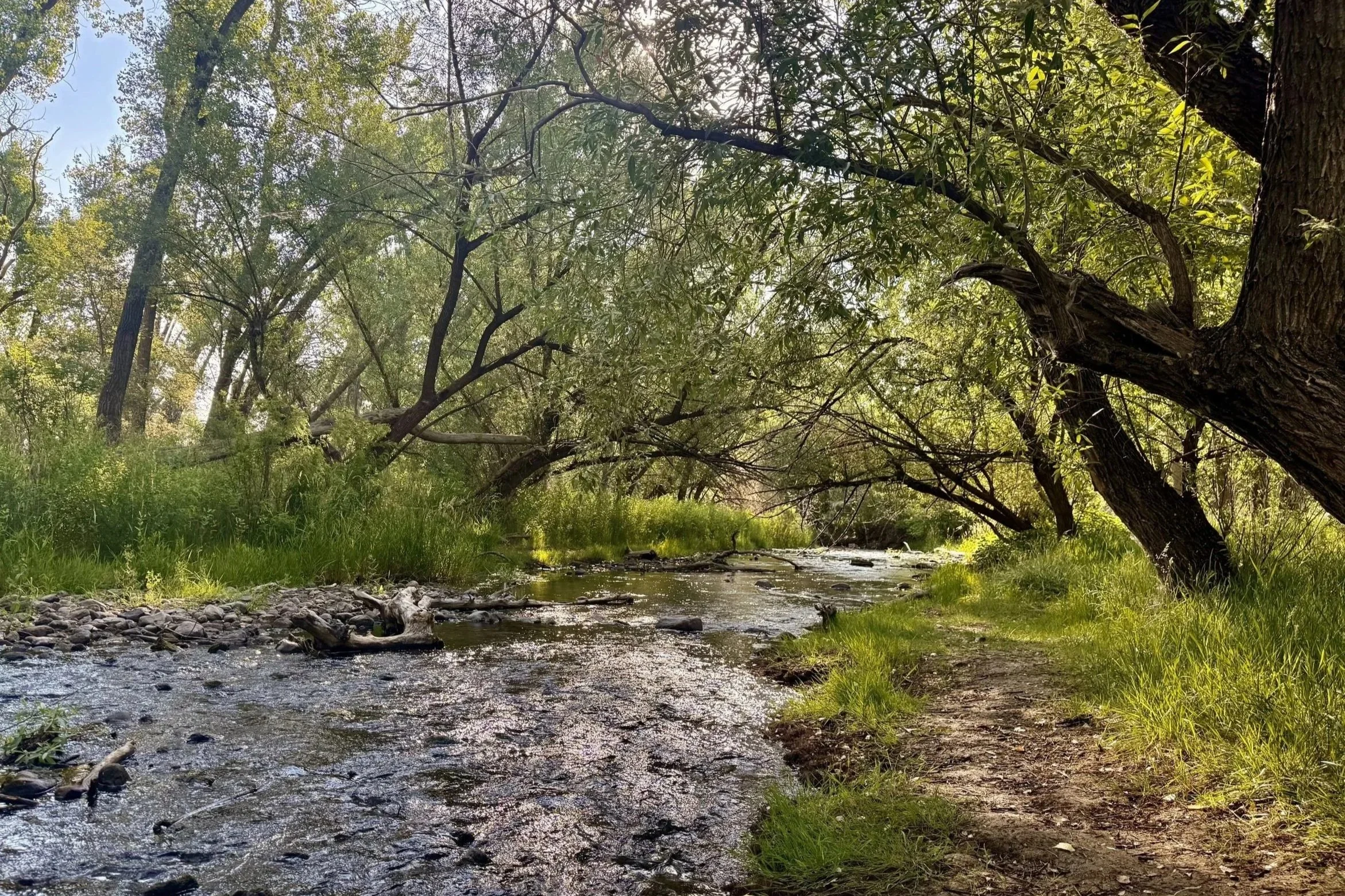 A peaceful creek flowing through a lush, green forest with sunlight filtering through the trees.