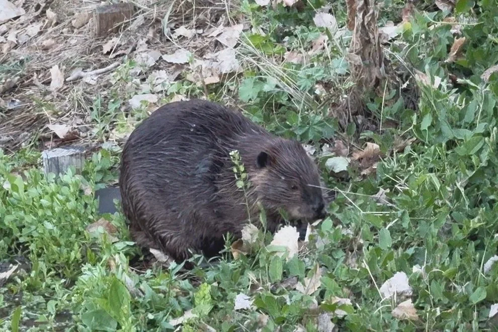 A beaver on the ground surrounded by green plants and dry leaves.