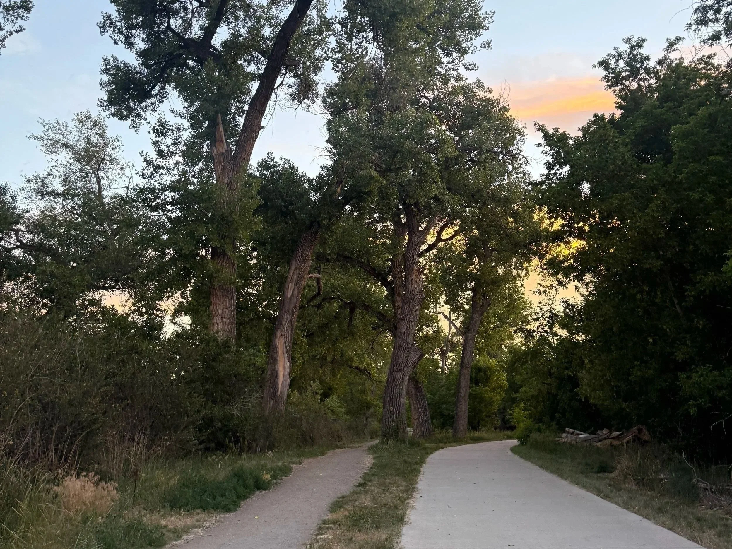 A winding dirt path running through a wooded area with tall trees, under a sky with some clouds and a hint of sunset colors.