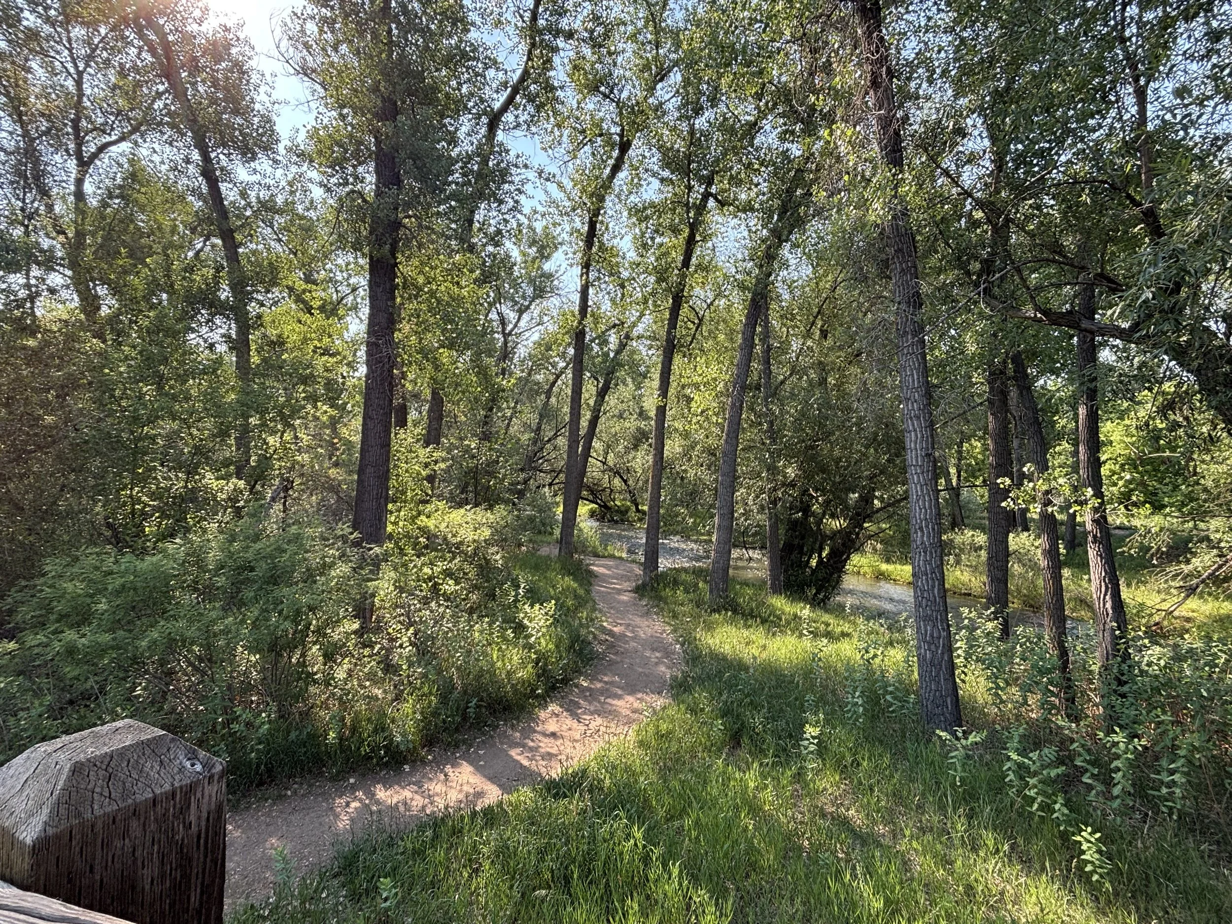 A dirt path runs through a dense forest of tall trees with green leaves, with sunlight filtering through the branches and illuminating the scene.