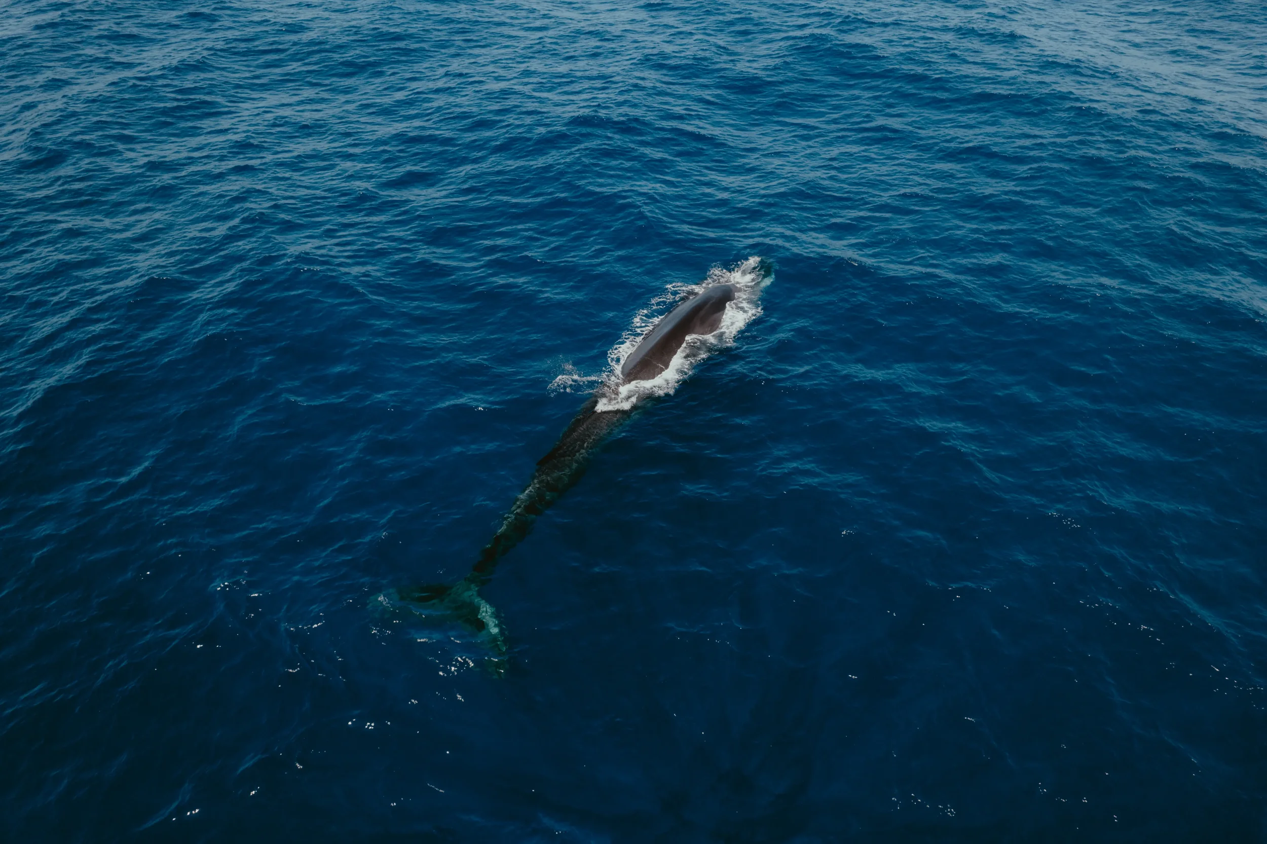 A large marine animal, likely a whale, surfacing in the ocean with water splashing around it.