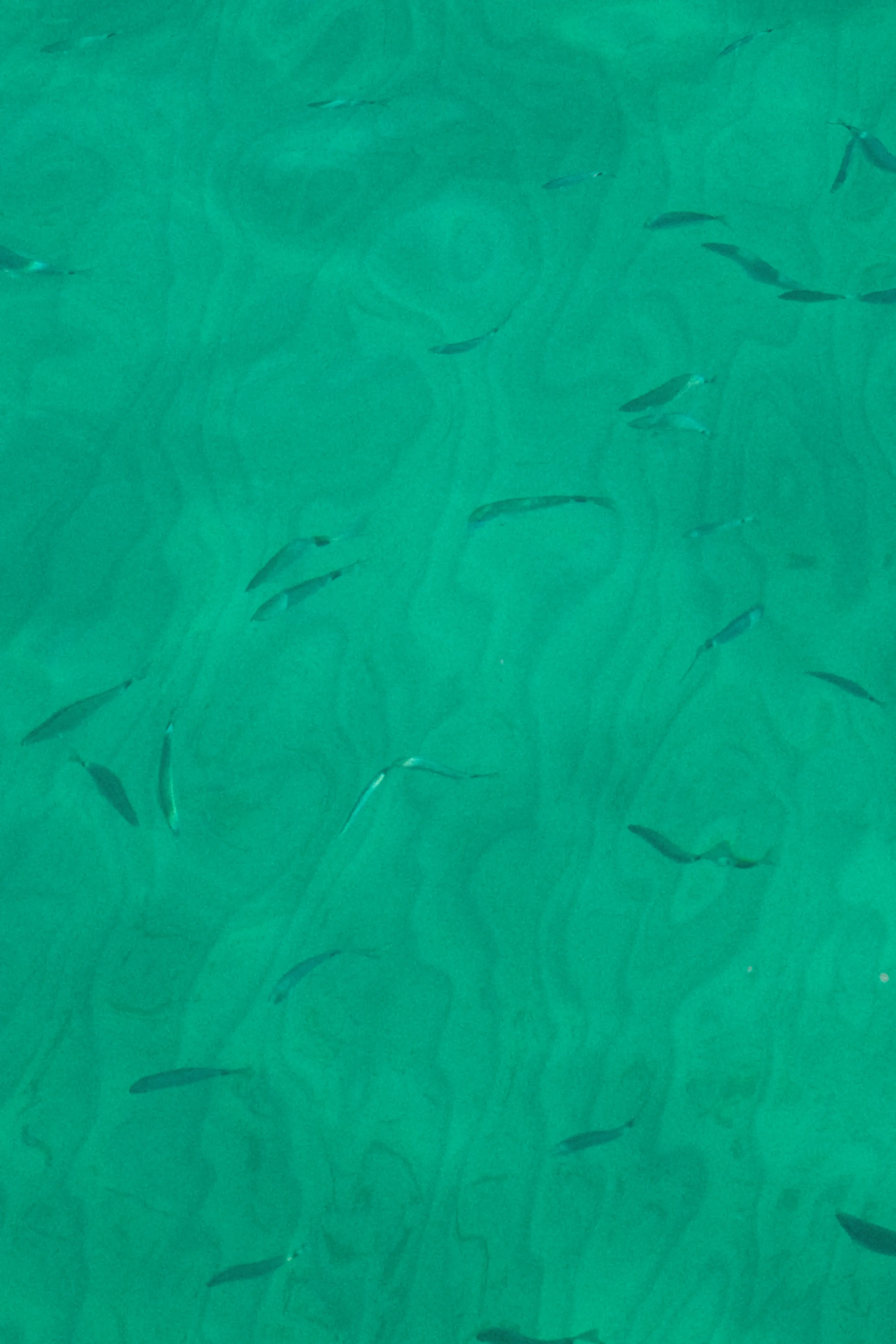 Underwater scene with numerous small fish swimming in clear, greenish water.