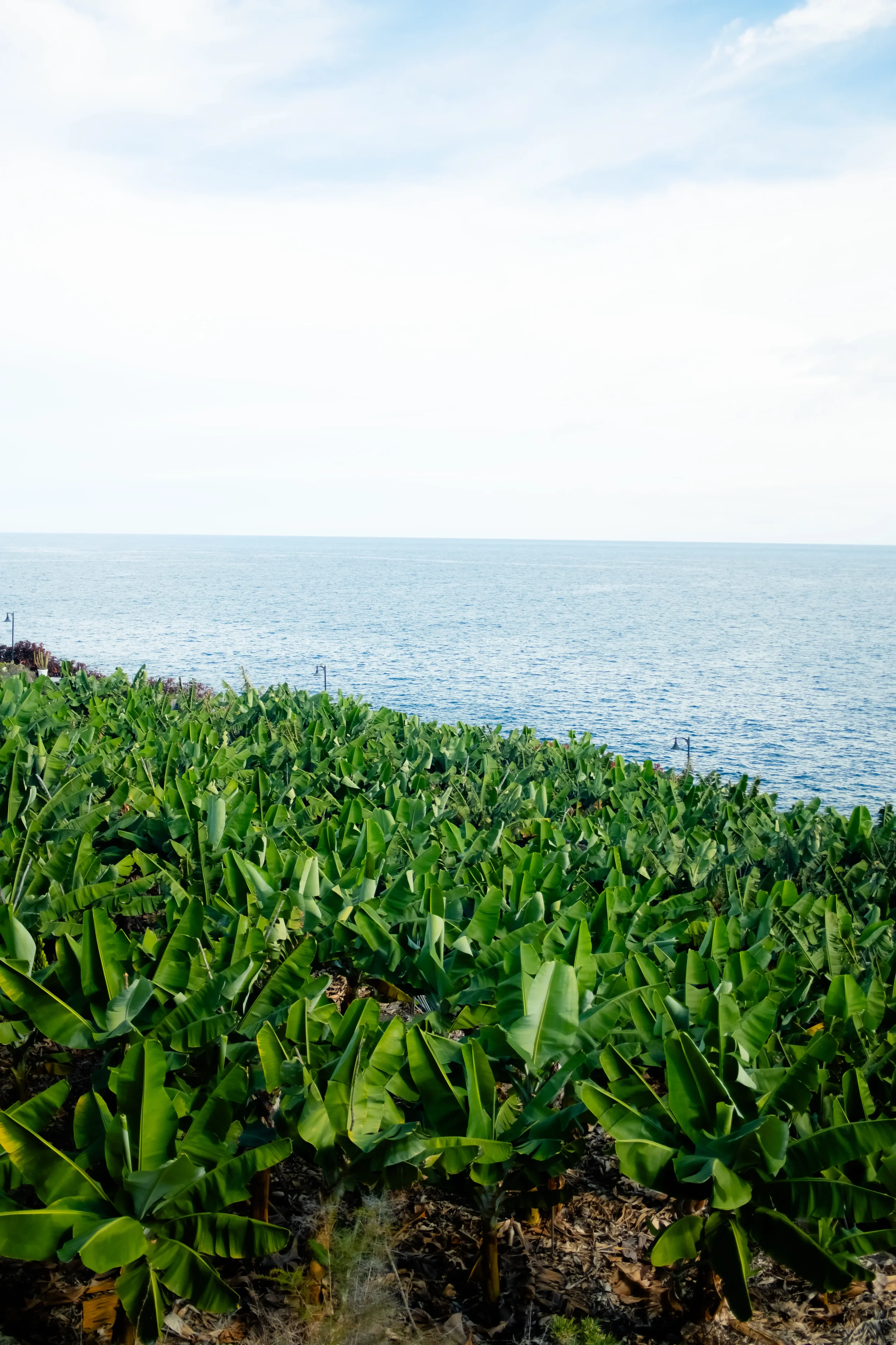 A lush green banana plantation near the ocean with a cloudy sky overhead.