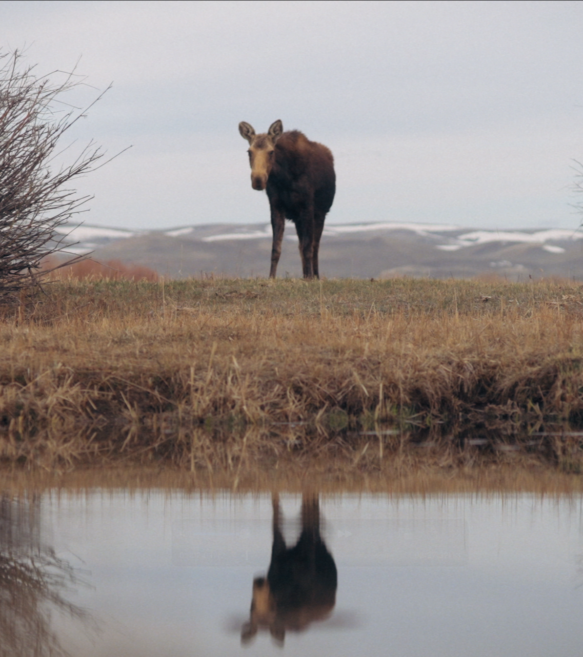 Make a donation to The River, 2026 environmental documentary to support wildlife like these.