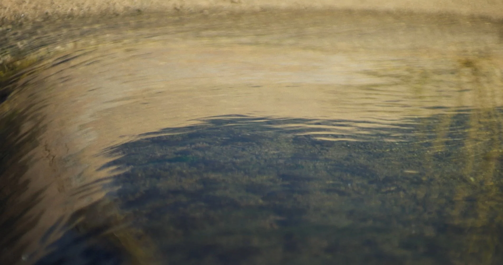 Organizations that help water and wildlife of the Colorado River