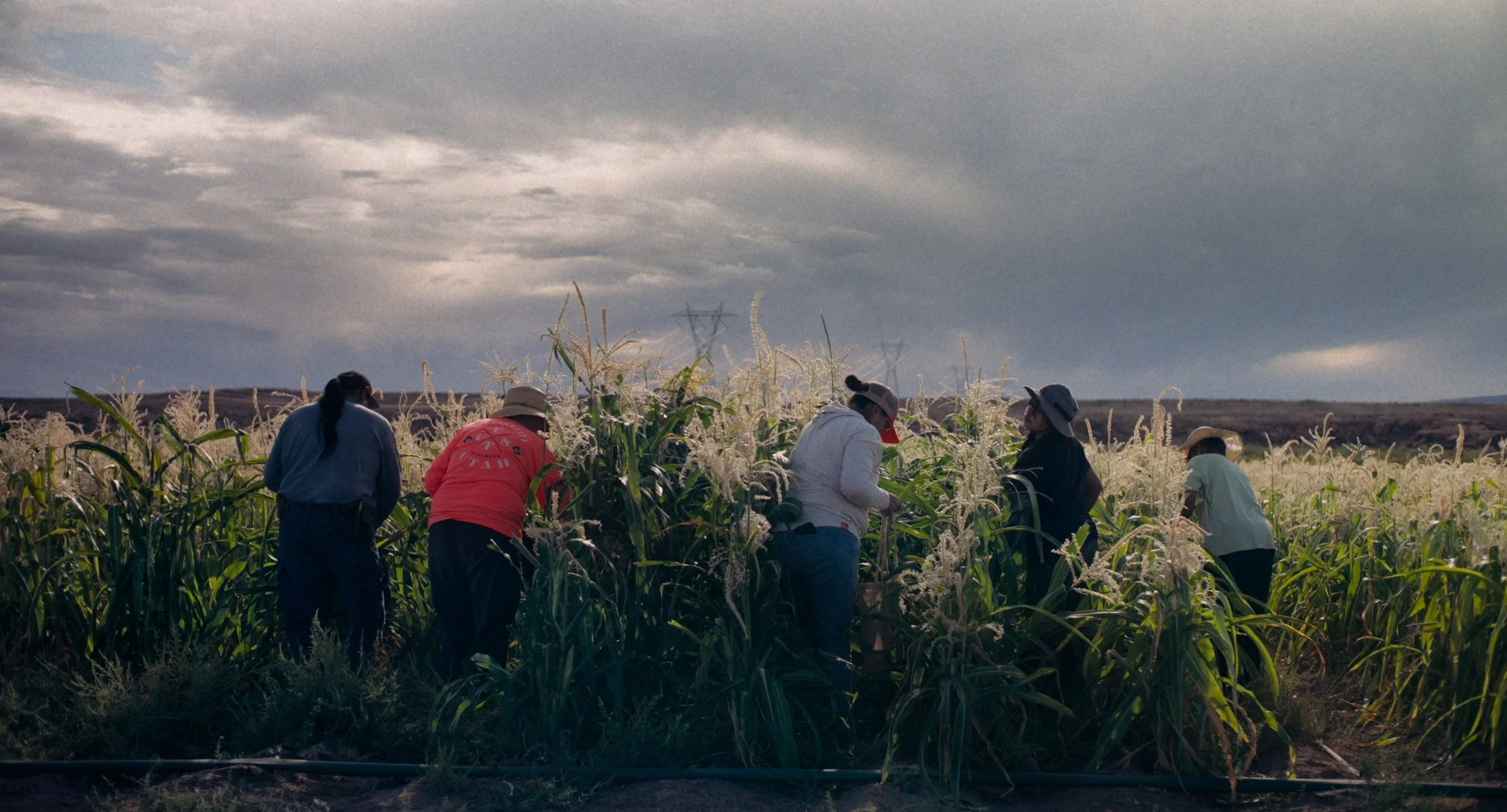 A group of five people working in a cornfield during daytime under a cloudy sky, with power lines visible in the background.