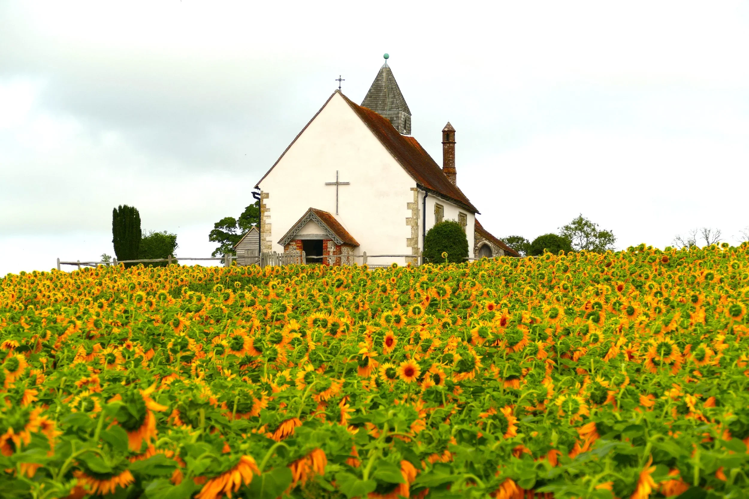 Idsworth+Sunflower.webp