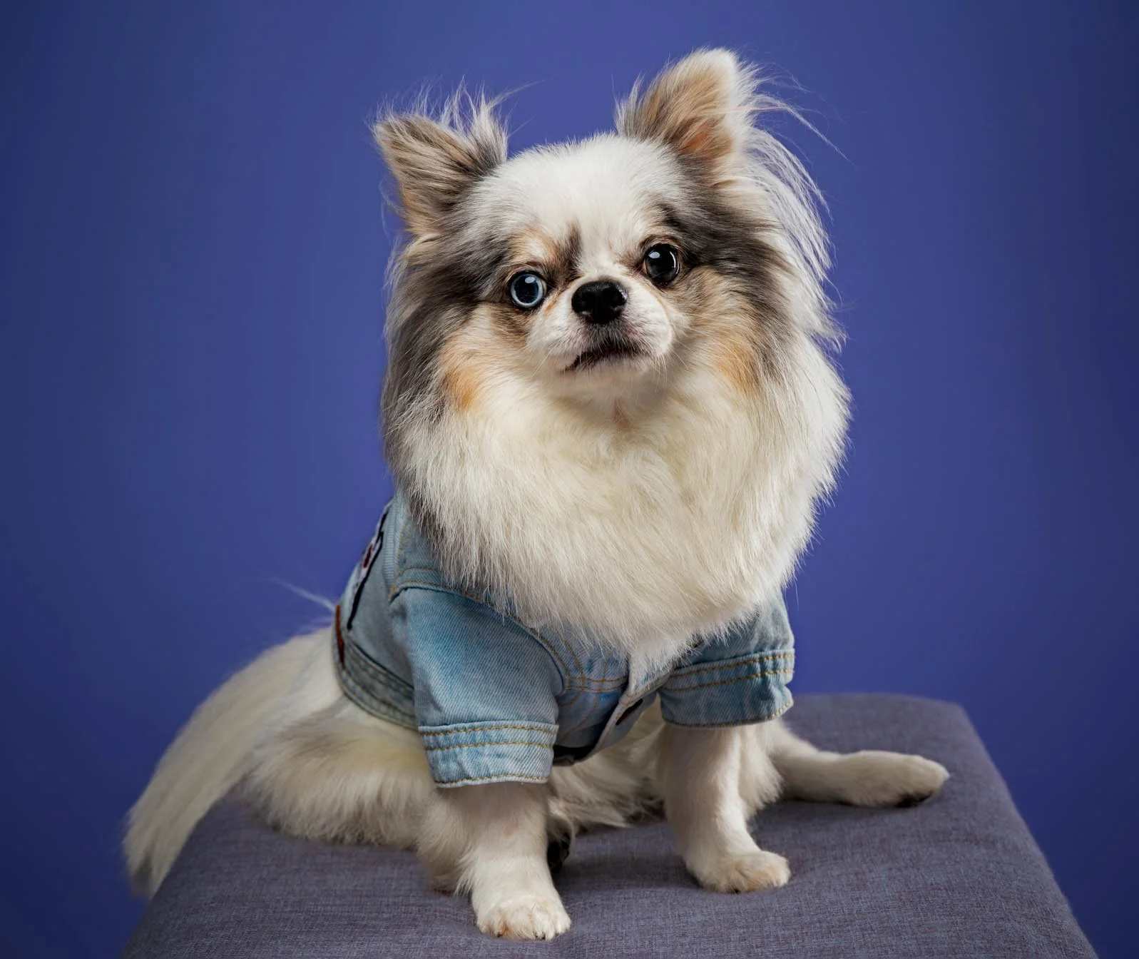 Chihuahua-pet photo-Quezon City-Metro Manila.jpg