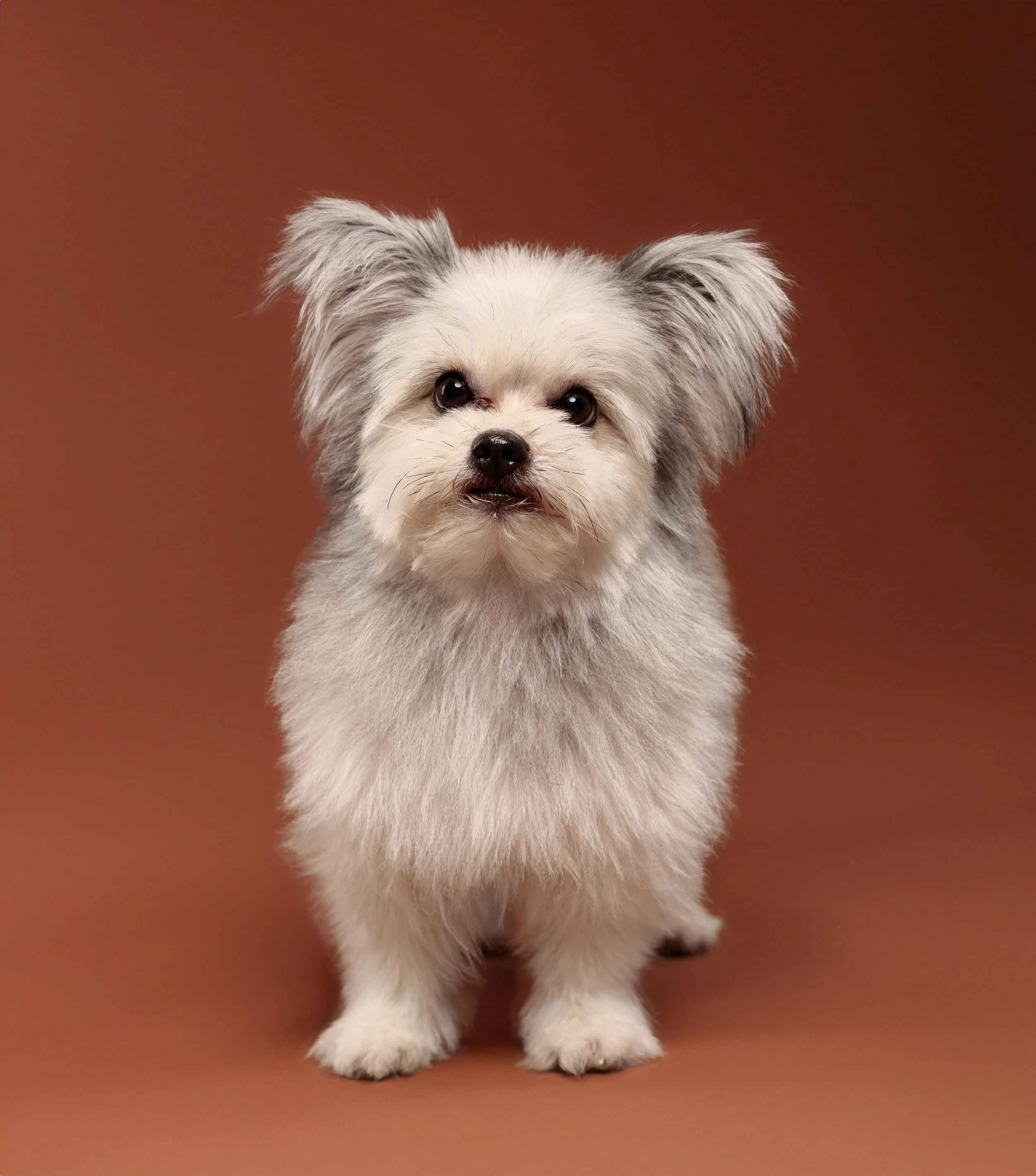 A small fluffy dog with a gray and white coat, standing on a brownish background, looking directly at the camera.
