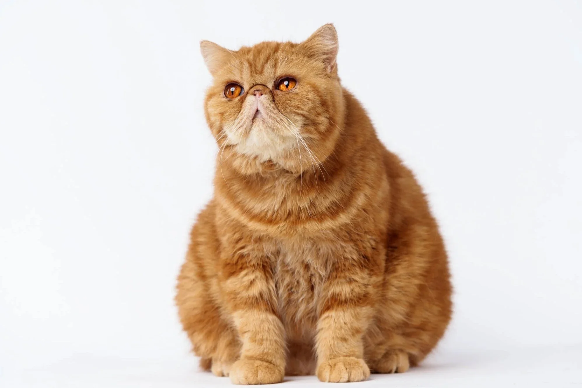 British+short+hair-cat-pet+portrait-quezon+city.jpg
