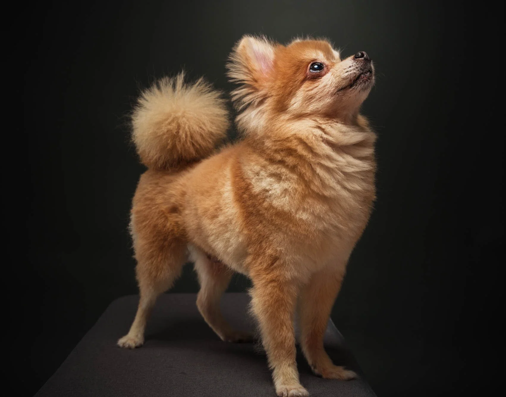 Pomeranian-pet photography-San Juan-Metro Manila.jpg