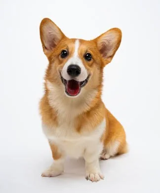 corgi-Pet photography-Las Pinas.jpg