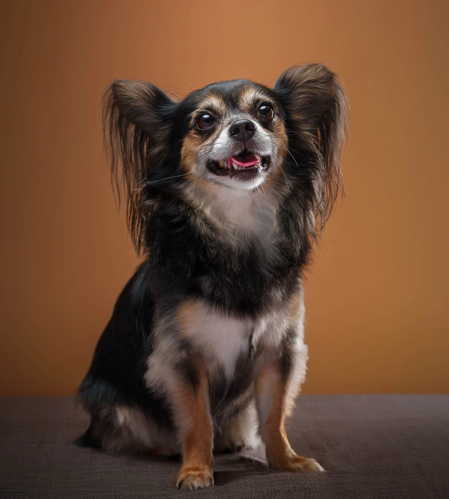 Chihuahua-Photoshoot- Quezon City