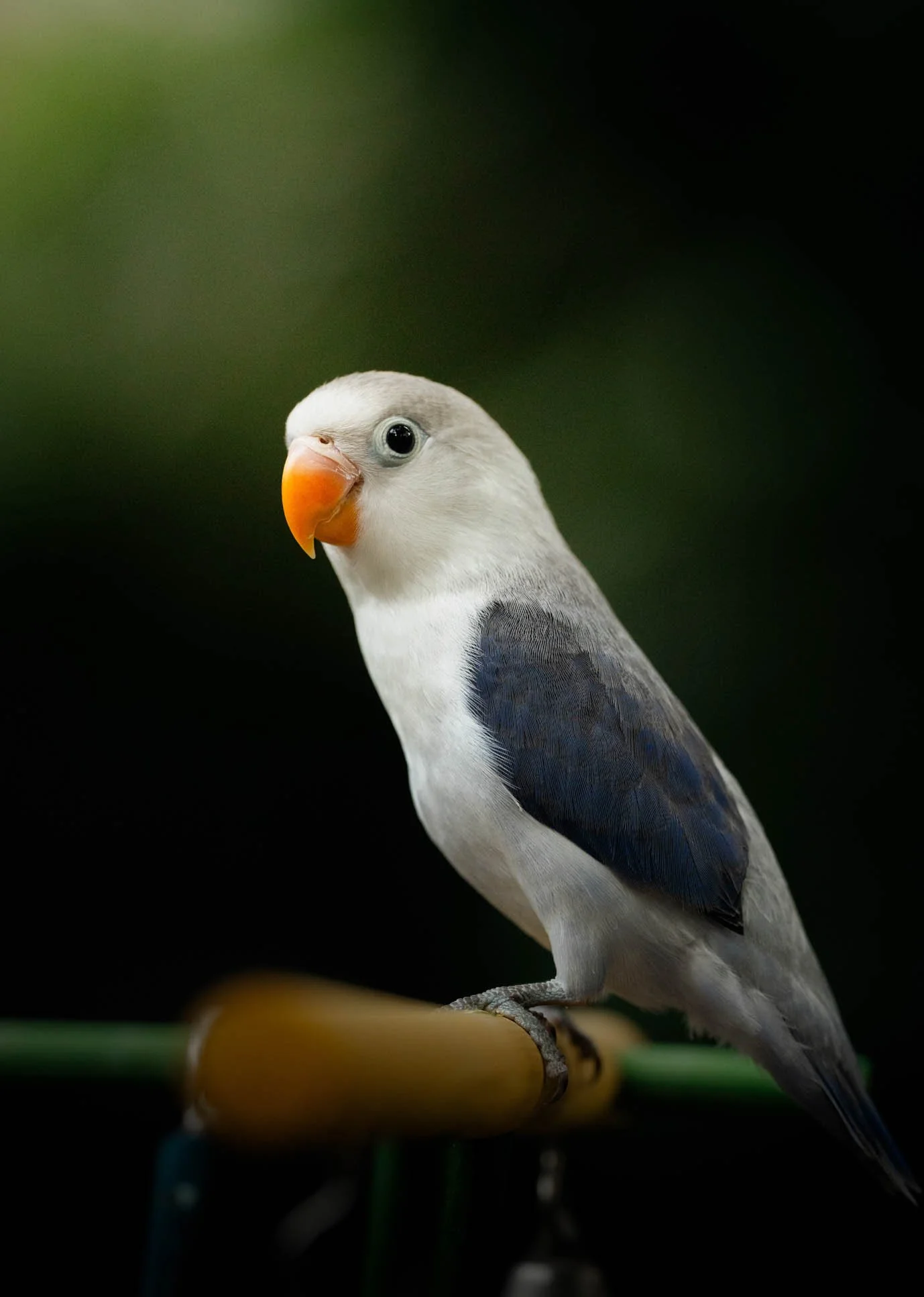 Lovebirds-pet photoshoot.jpg