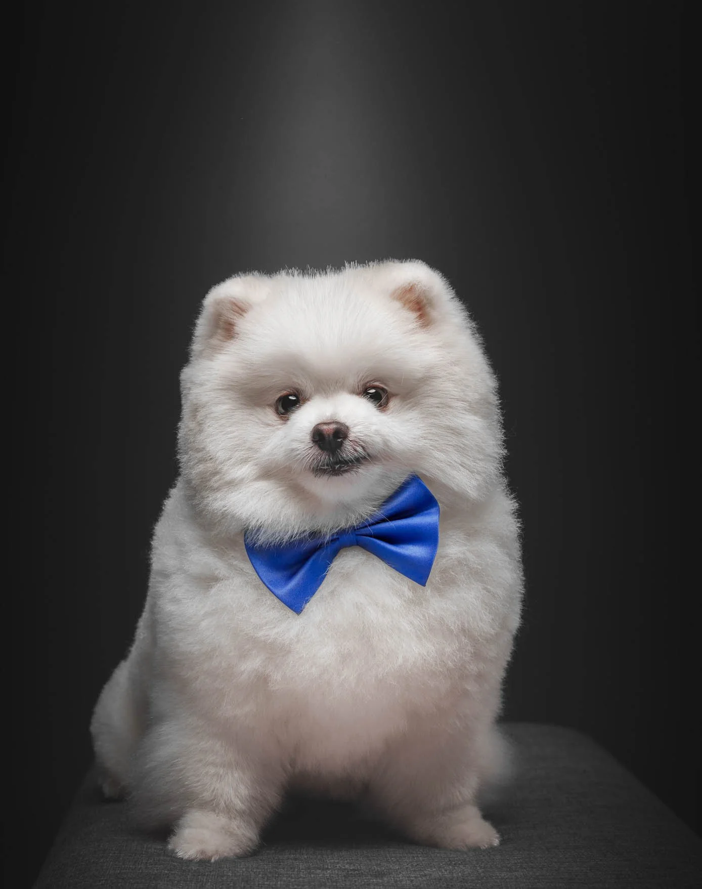Pomeranian-Pet photoshoot-Pasig-Metro Manila.jpg