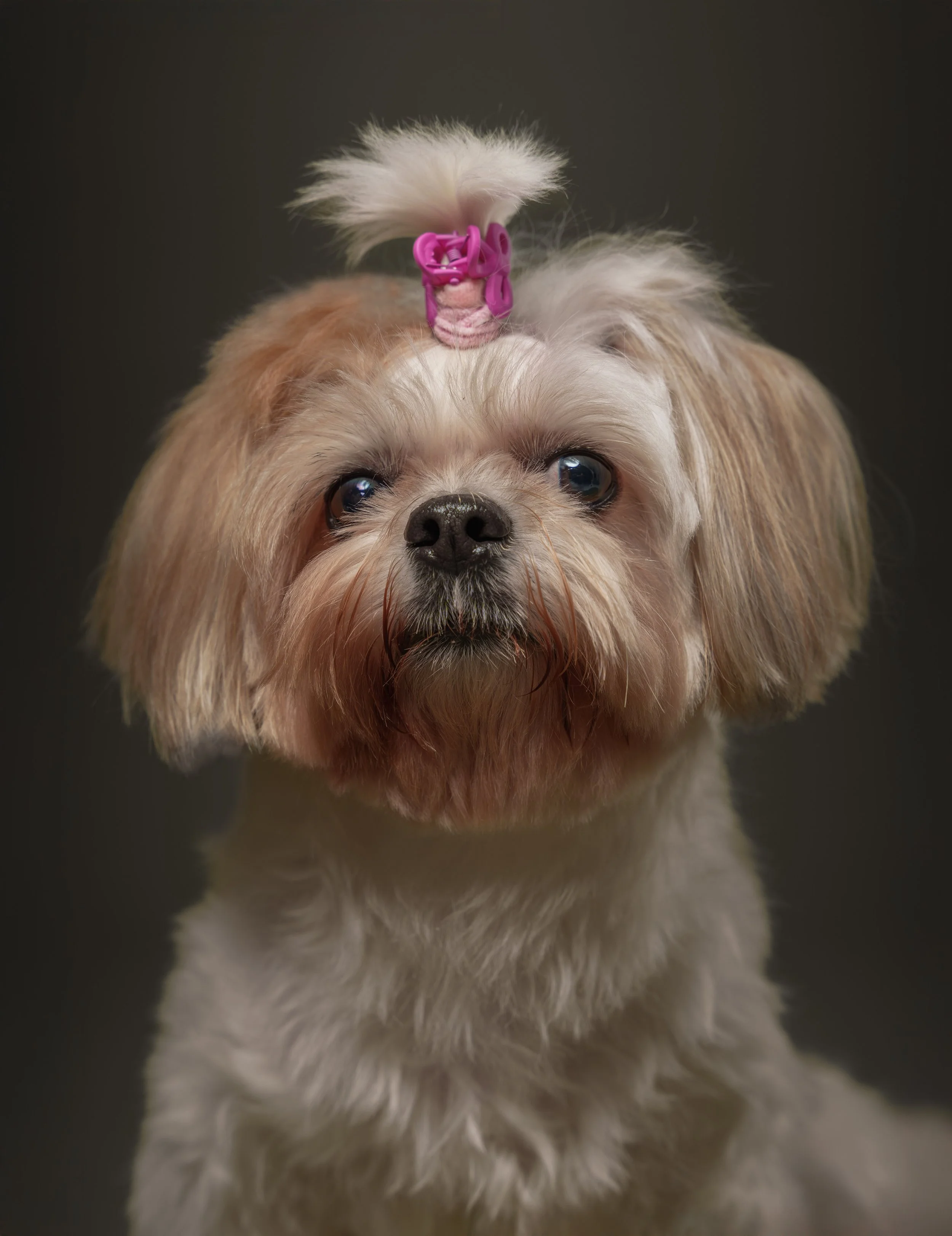 Close-up of a small dog with light-colored fur, wearing a pink hair tie with a purple decorative element on its head, against a dark background.