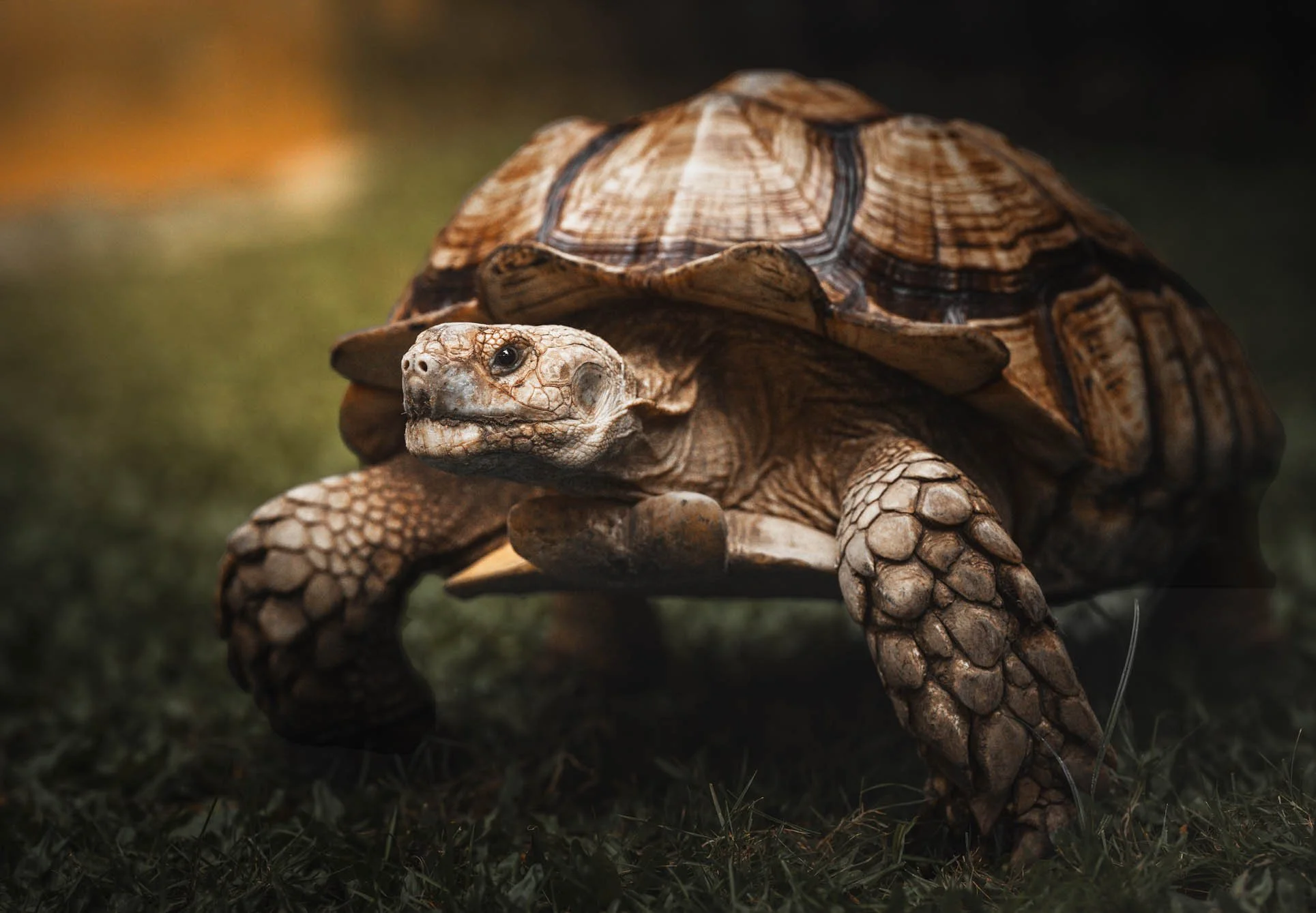 Tortoise-pet photoshoot-Alabang.jpg