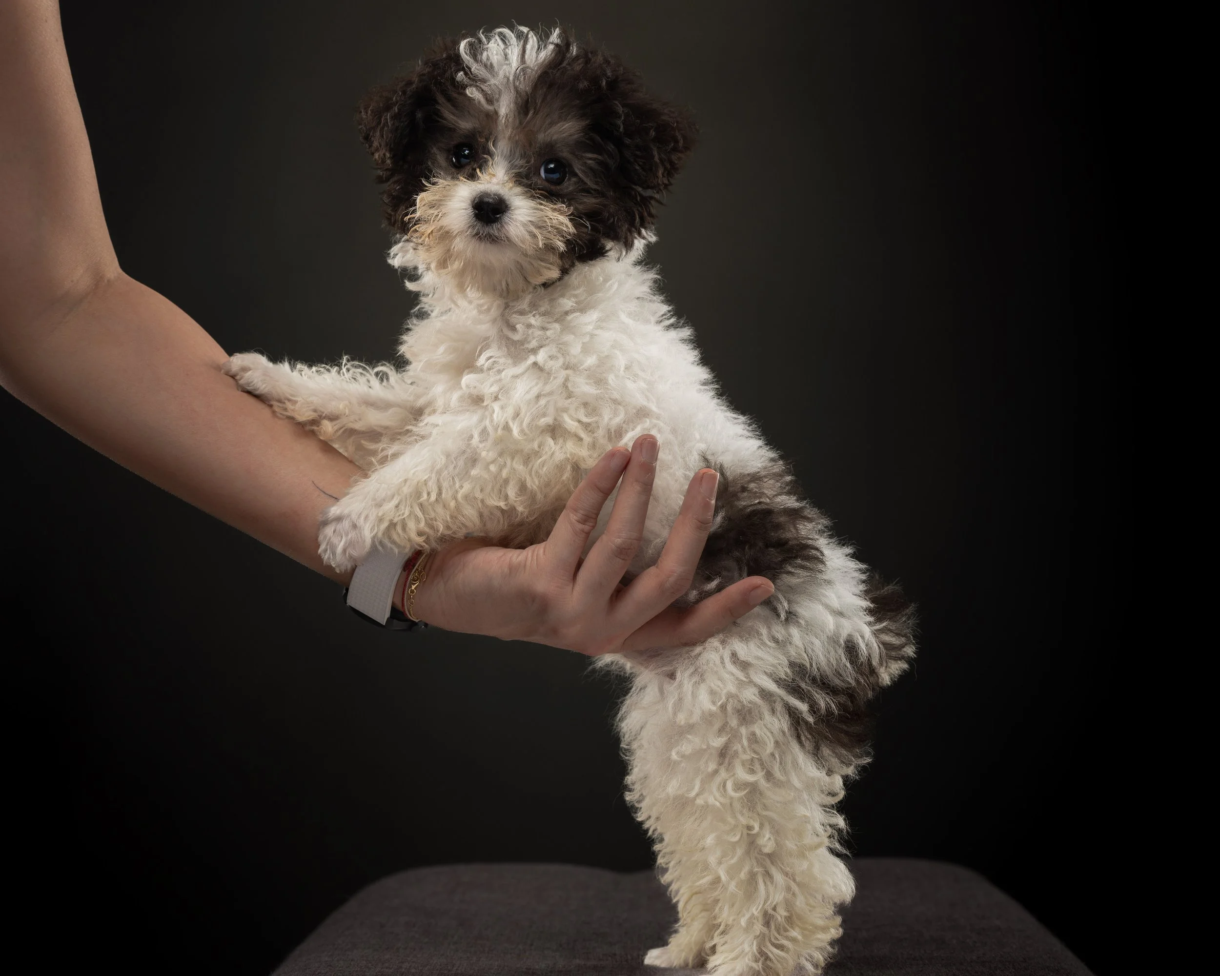 3 week old puppy named Nimbus getting ready to pose