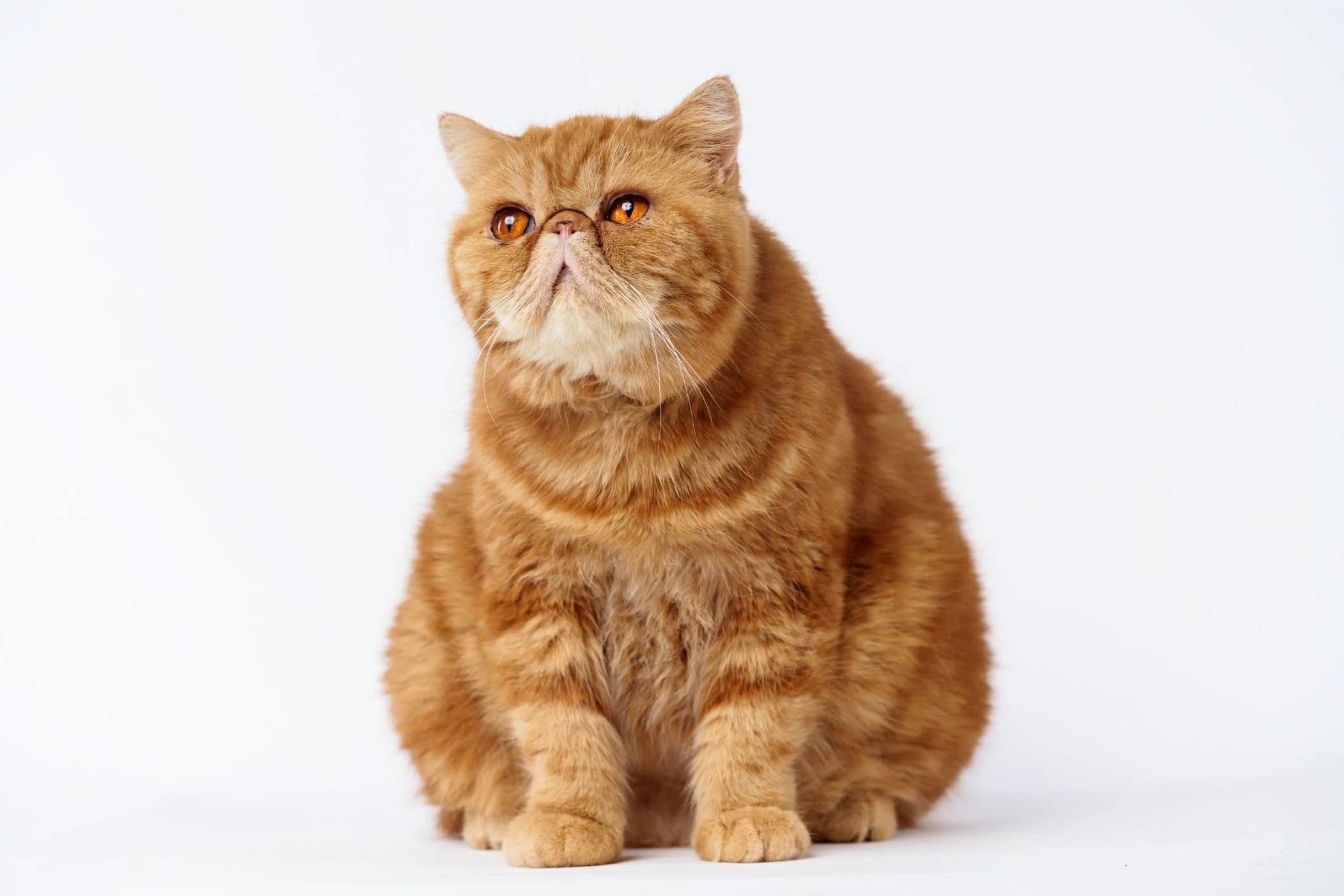 Paws and Whiskers