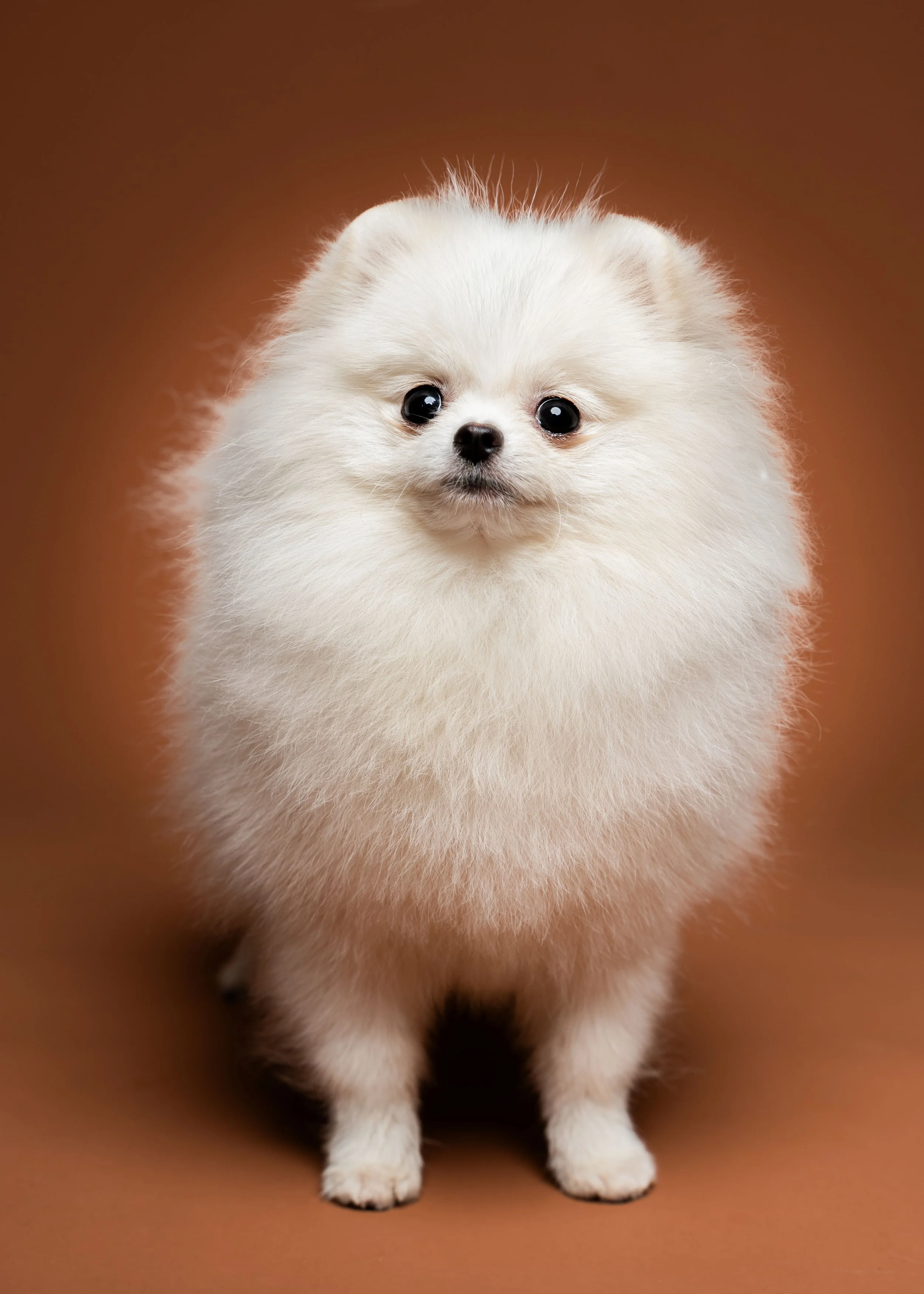 A small white Pomeranian dog with fluffy fur standing on a brown background.