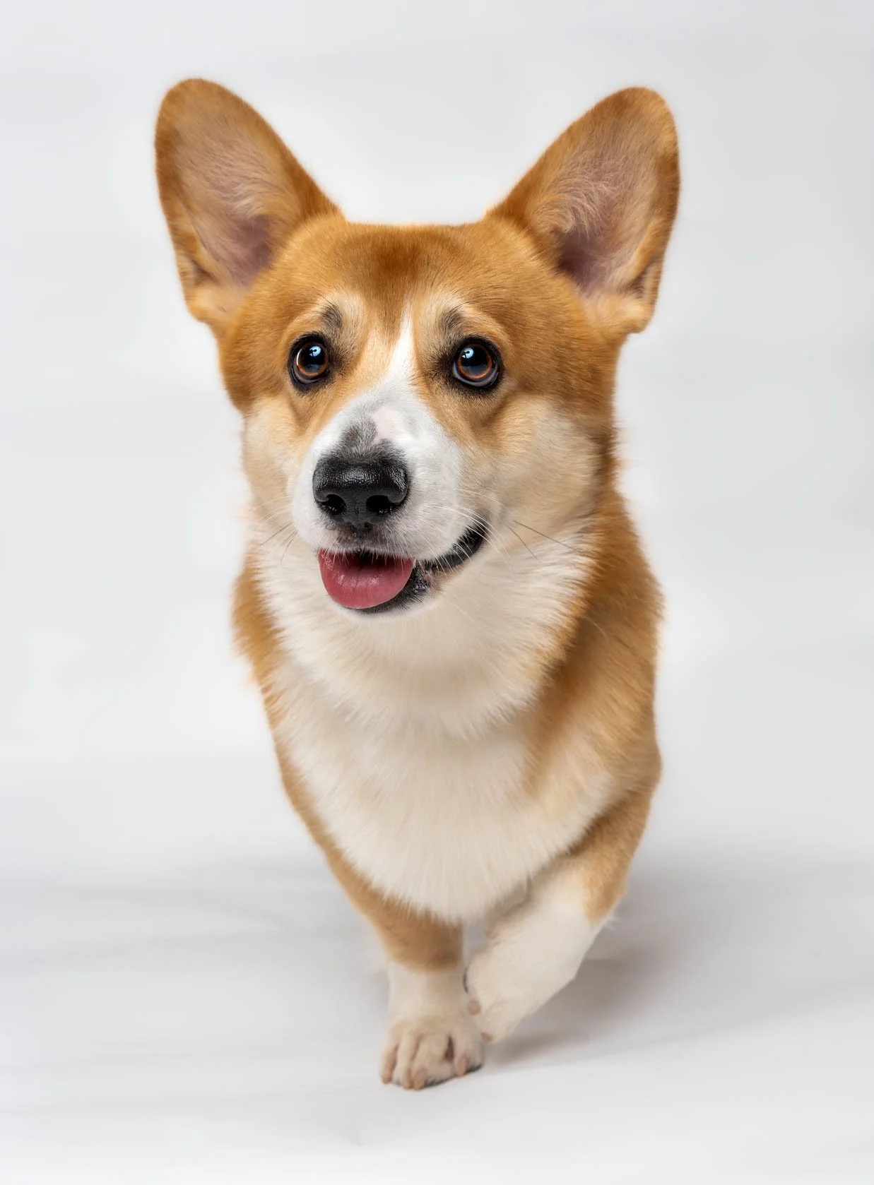 Corgi-Pet photography-Home service pet photoshoot-Metro Manila.jpg