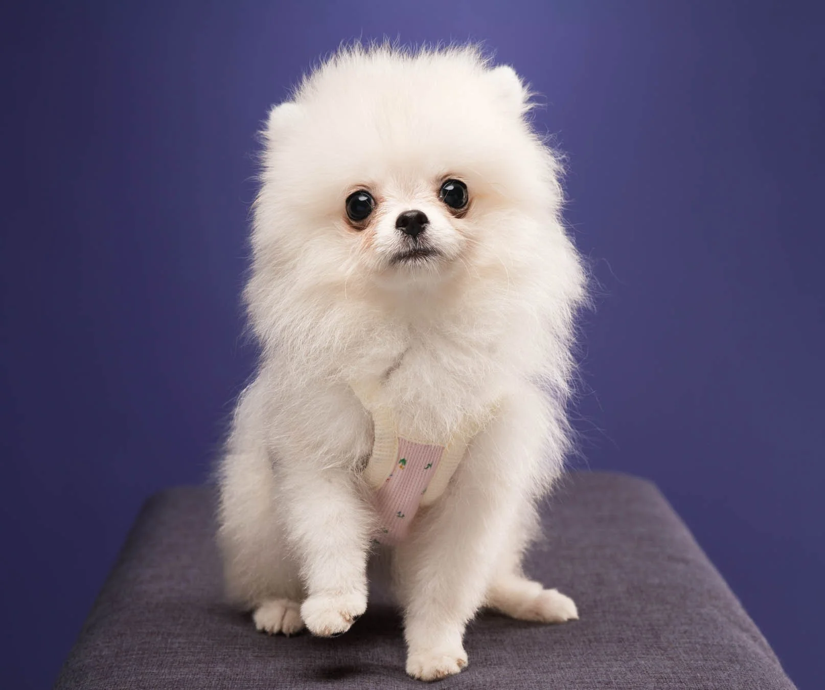 Pomeranian-pet photography-quezon city-Metro Manila.jpg