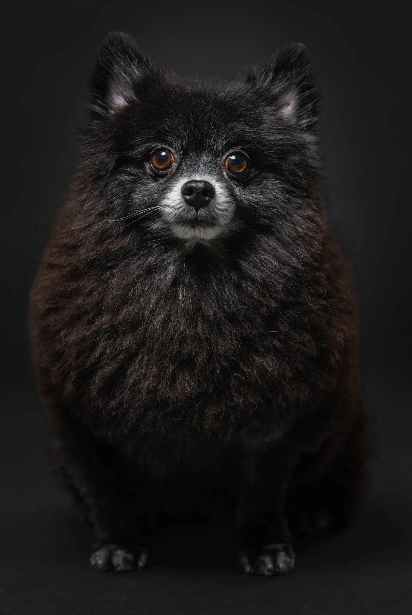 Pomeranian-pet photoshoot-Las Pinas City.jpg