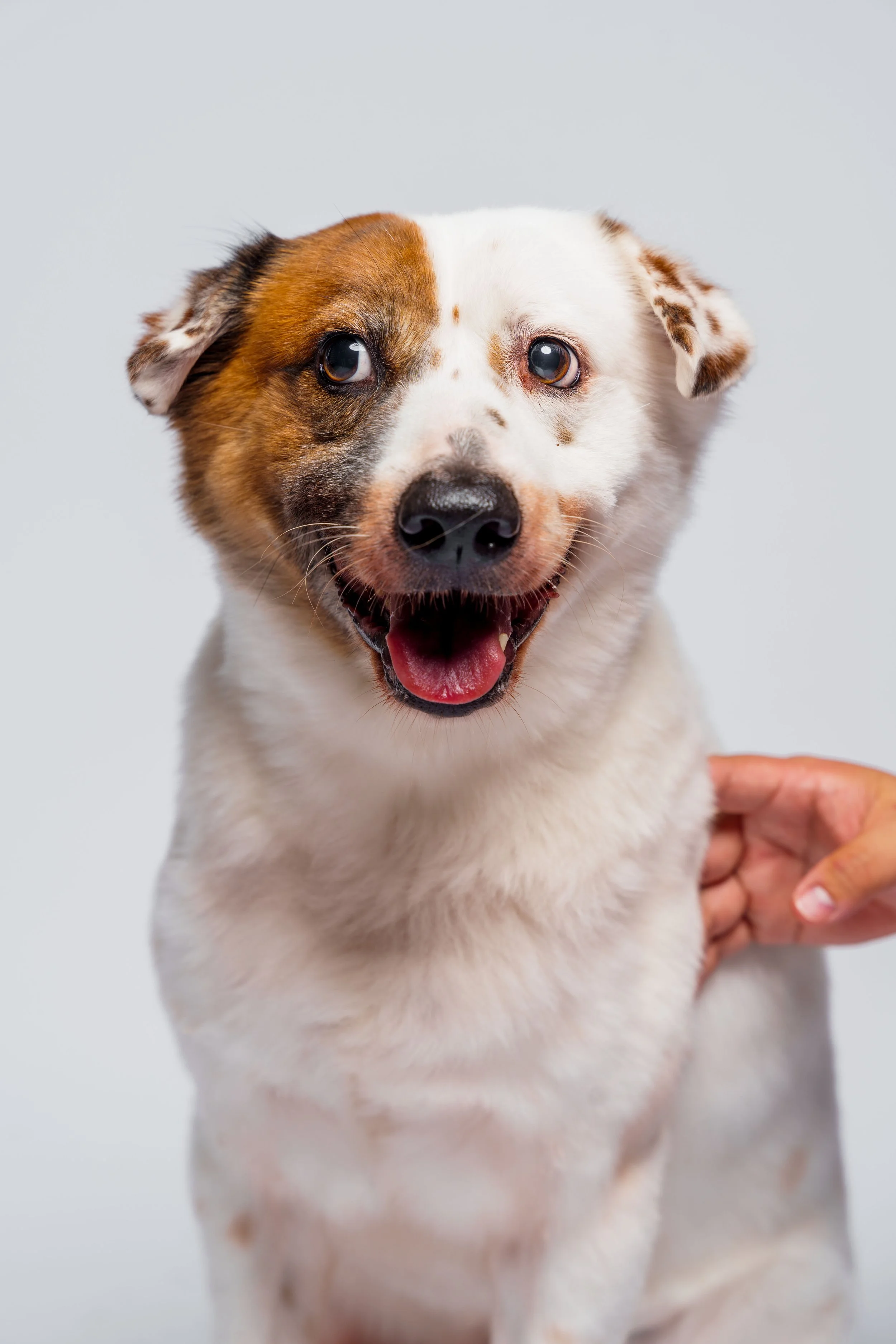 Happy dog with brown and white fur, looking at the camera, being petted on the side of the neck.