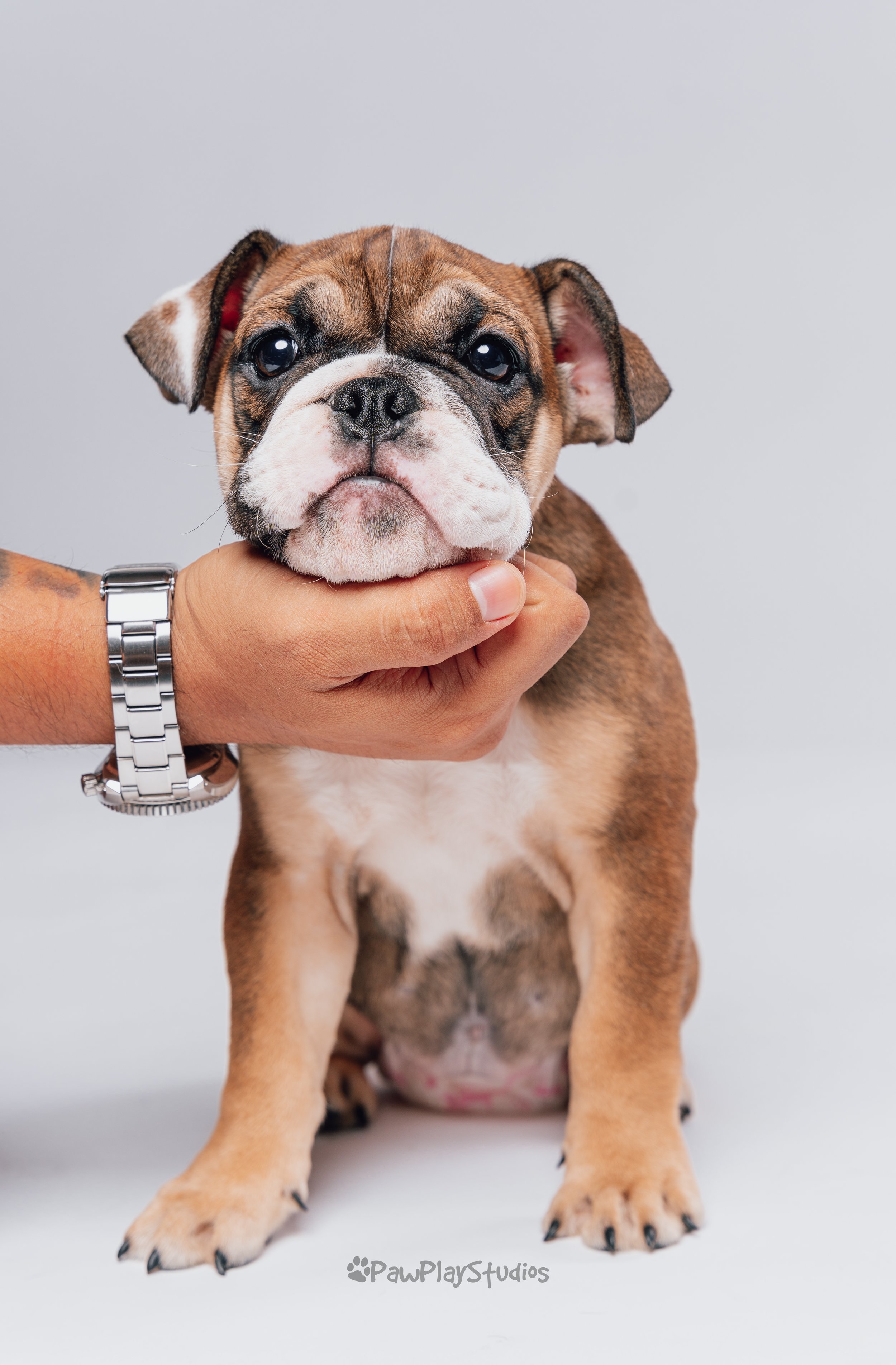 An adorable brown and white French Bulldog puppy being gently held by a person with a silver watch, against a plain light gray background.