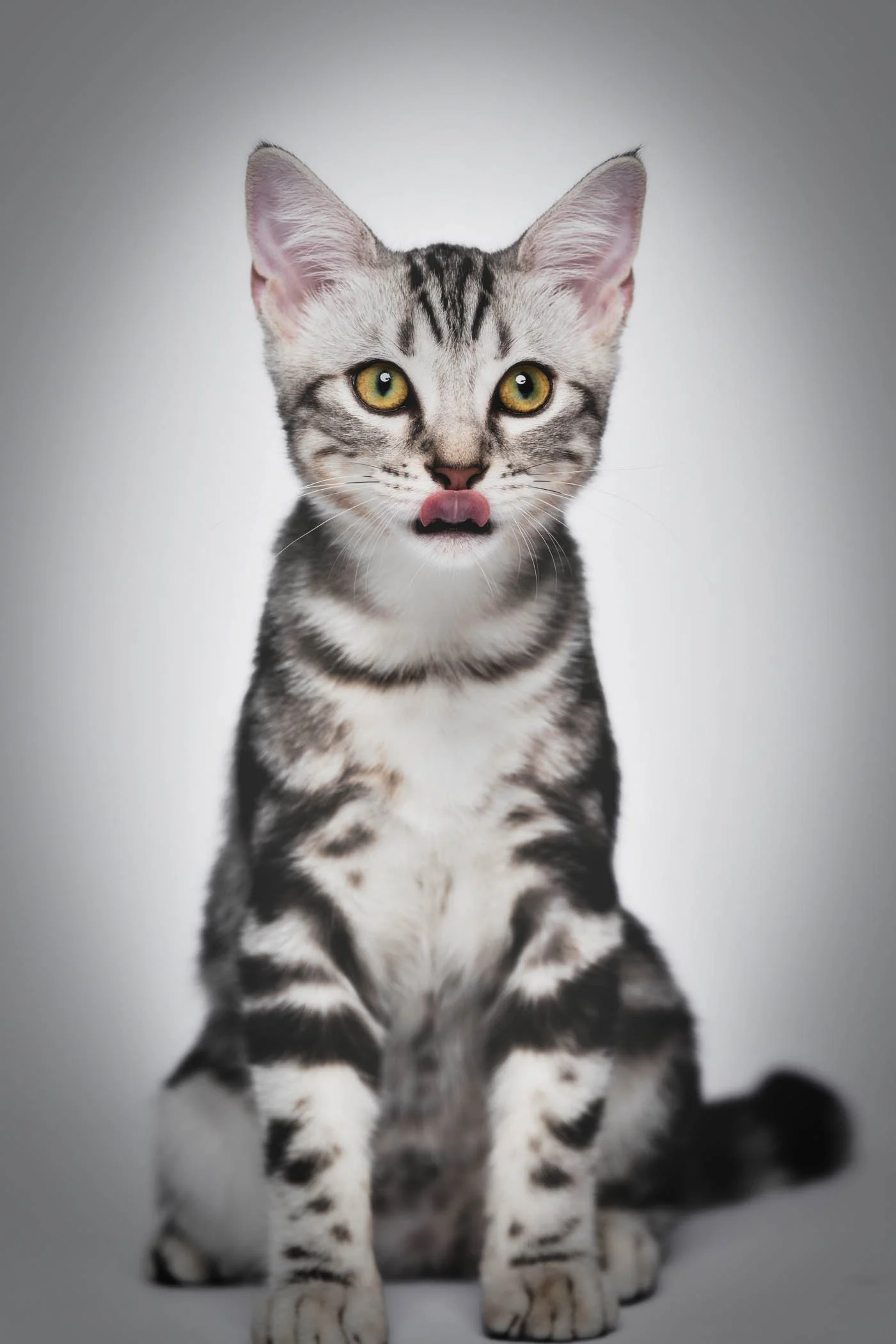 Cat photography - QUEZON CITY.jpg