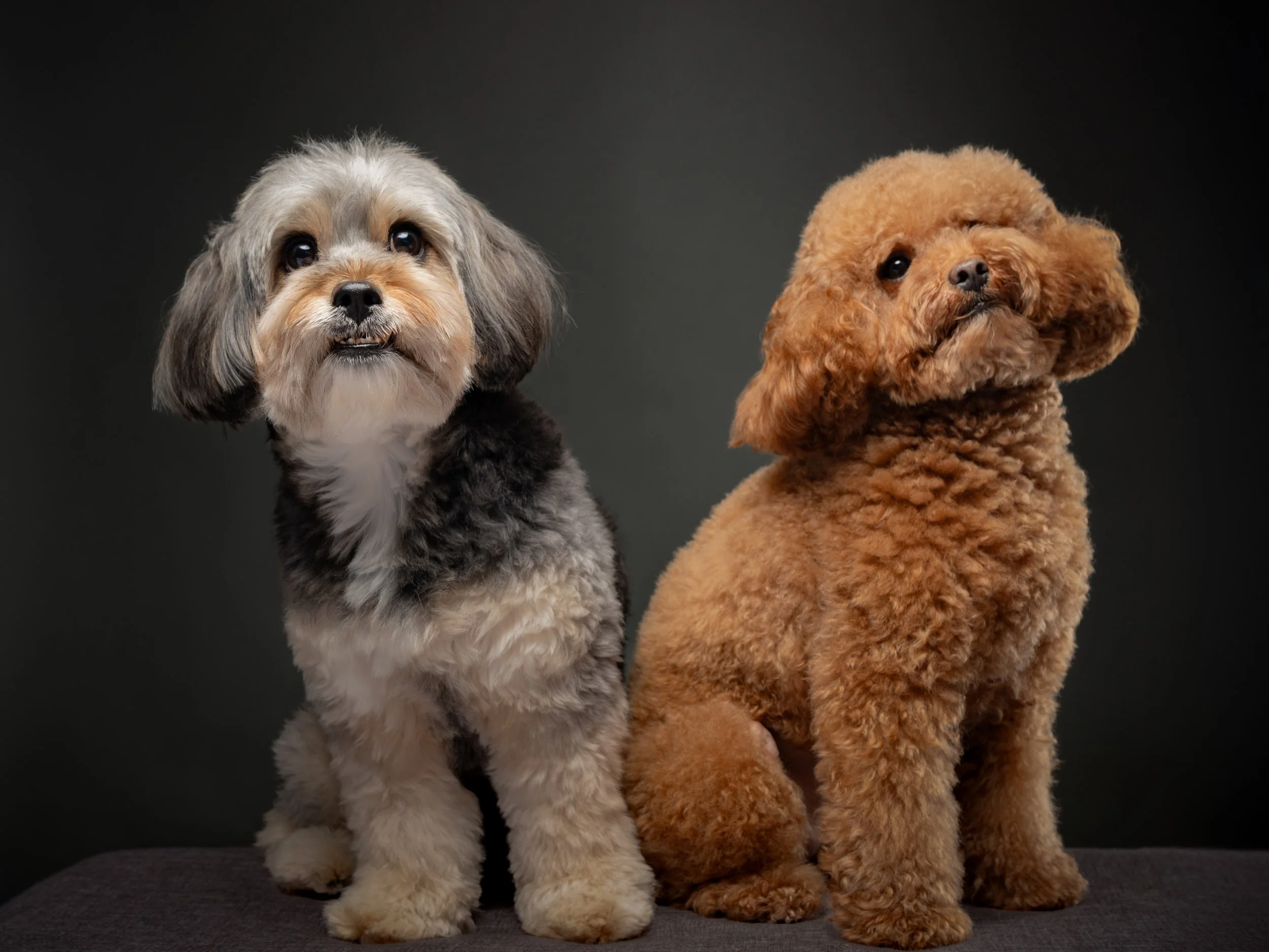 Two dogs, a small fluffy gray and white dog with a black nose and a brown curly-haired dog with a black nose, sitting on a dark surface against a black background.