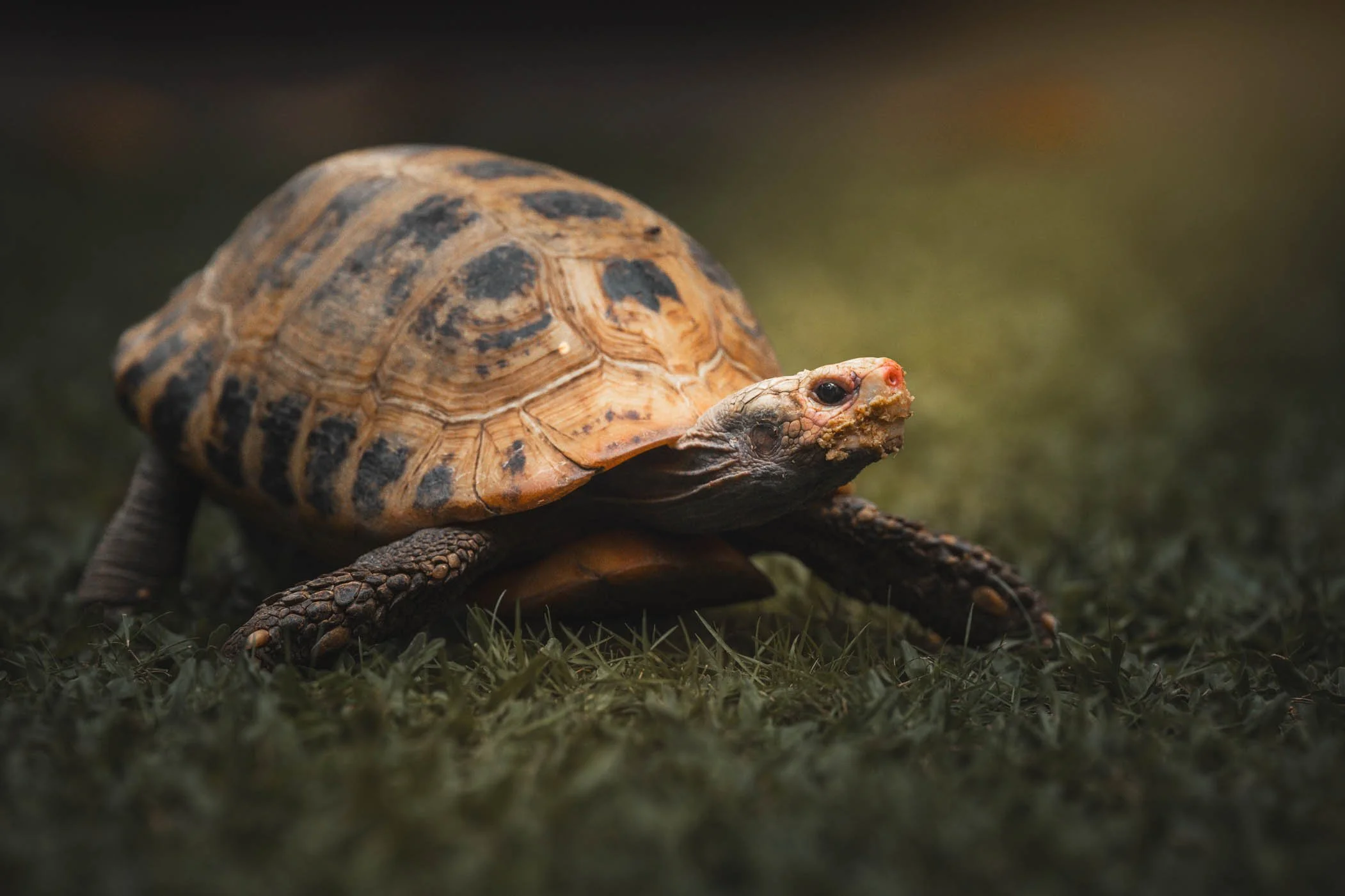 Tortoise-pet photoshoot-Muntinlupa.jpg