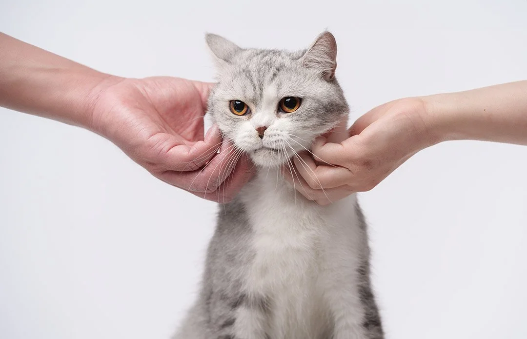 Person holding a gray and white cat's face with both hands against a plain white background.
