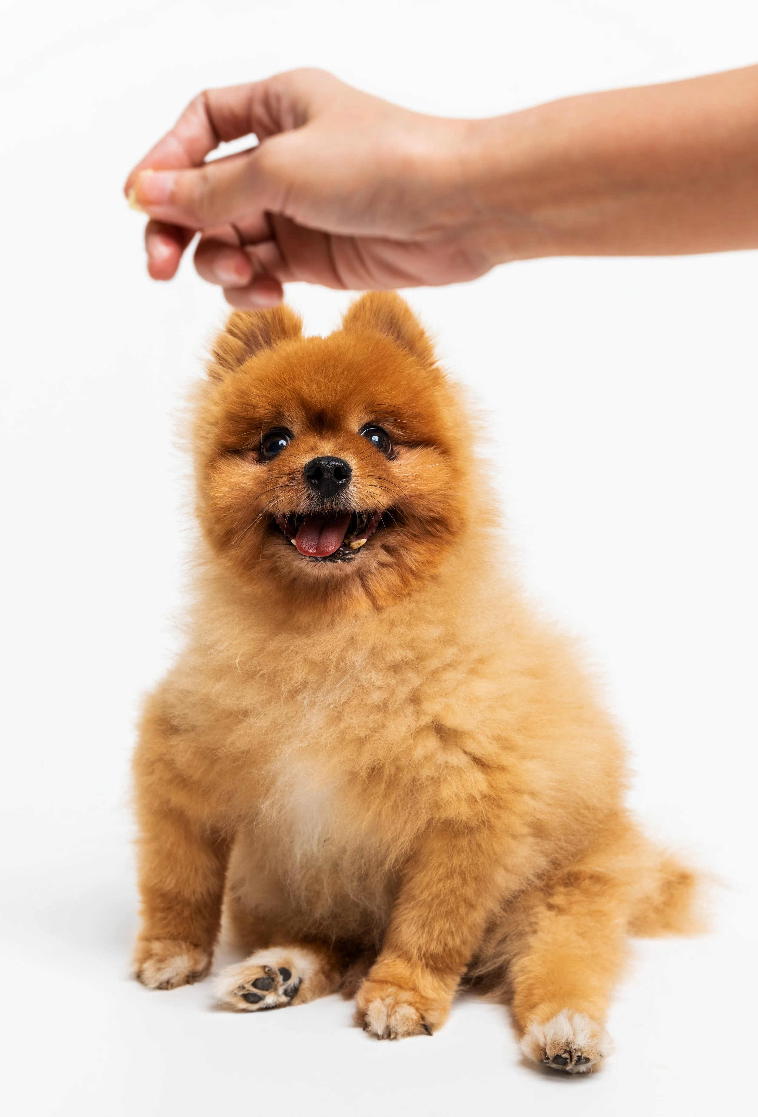 A cute, fluffy Pomeranian puppy sitting on a white surface, with a person's hand reaching down from above.