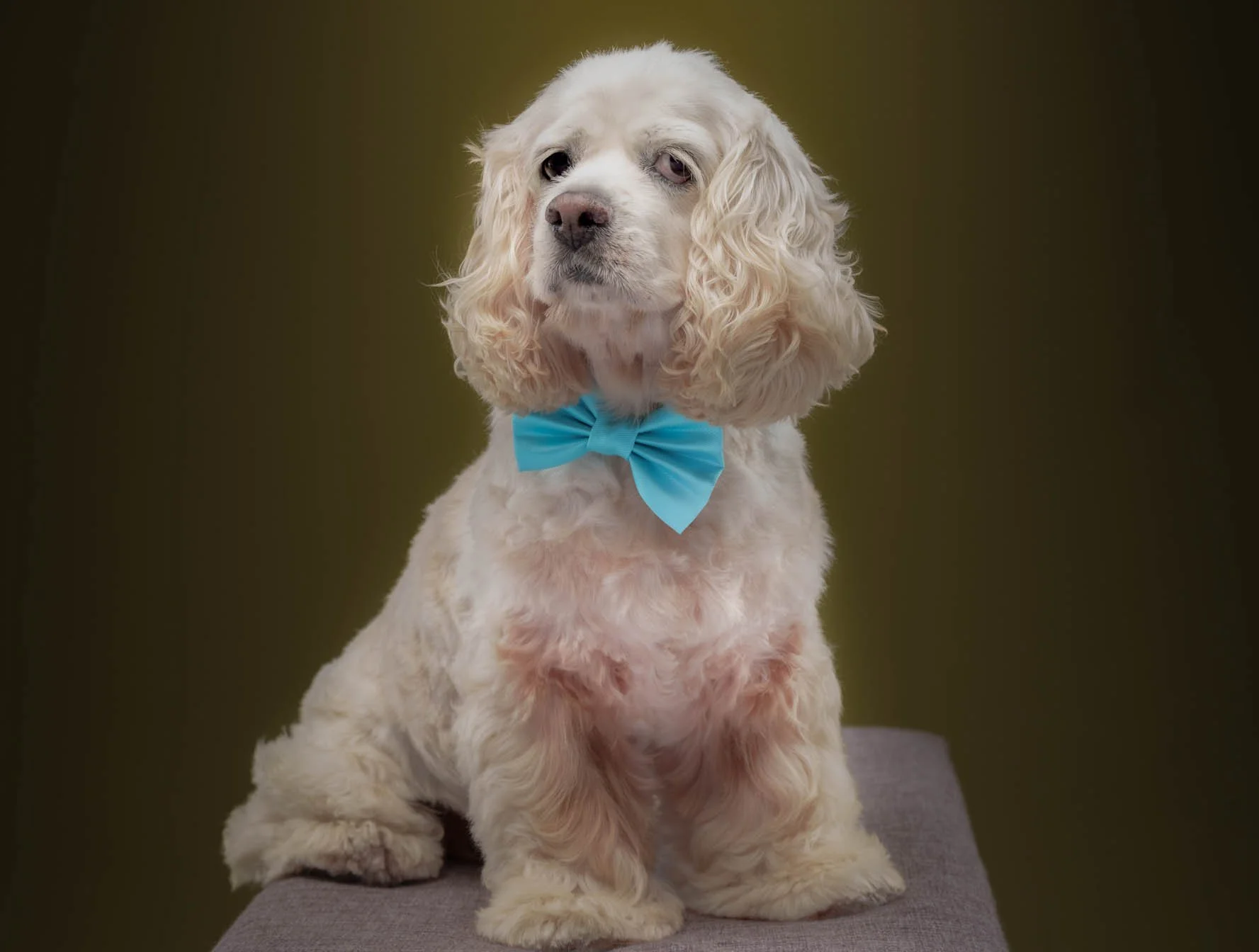 Cocker spaniel-pet photography-quezon city.jpg
