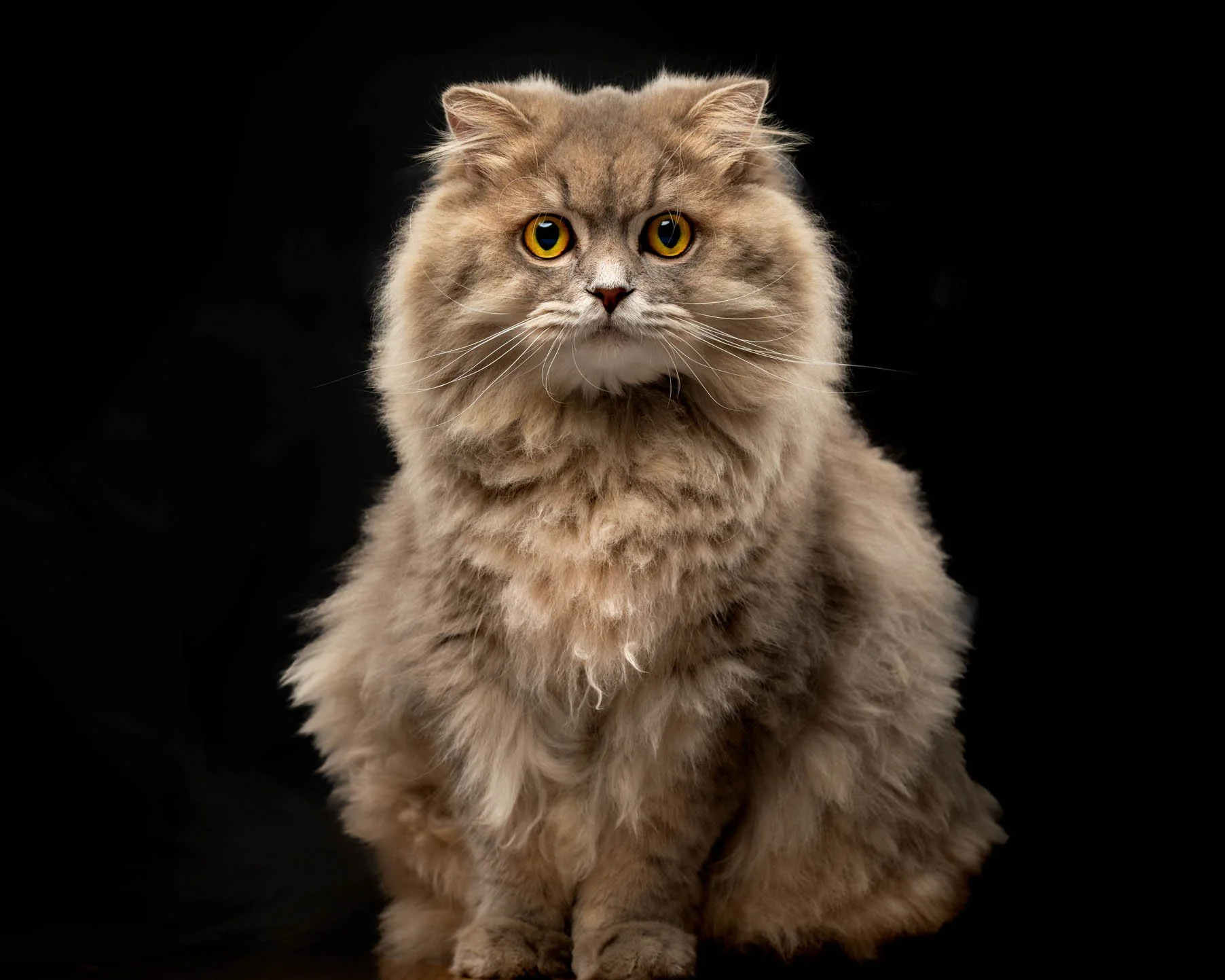 Cat photography-pasig.jpg